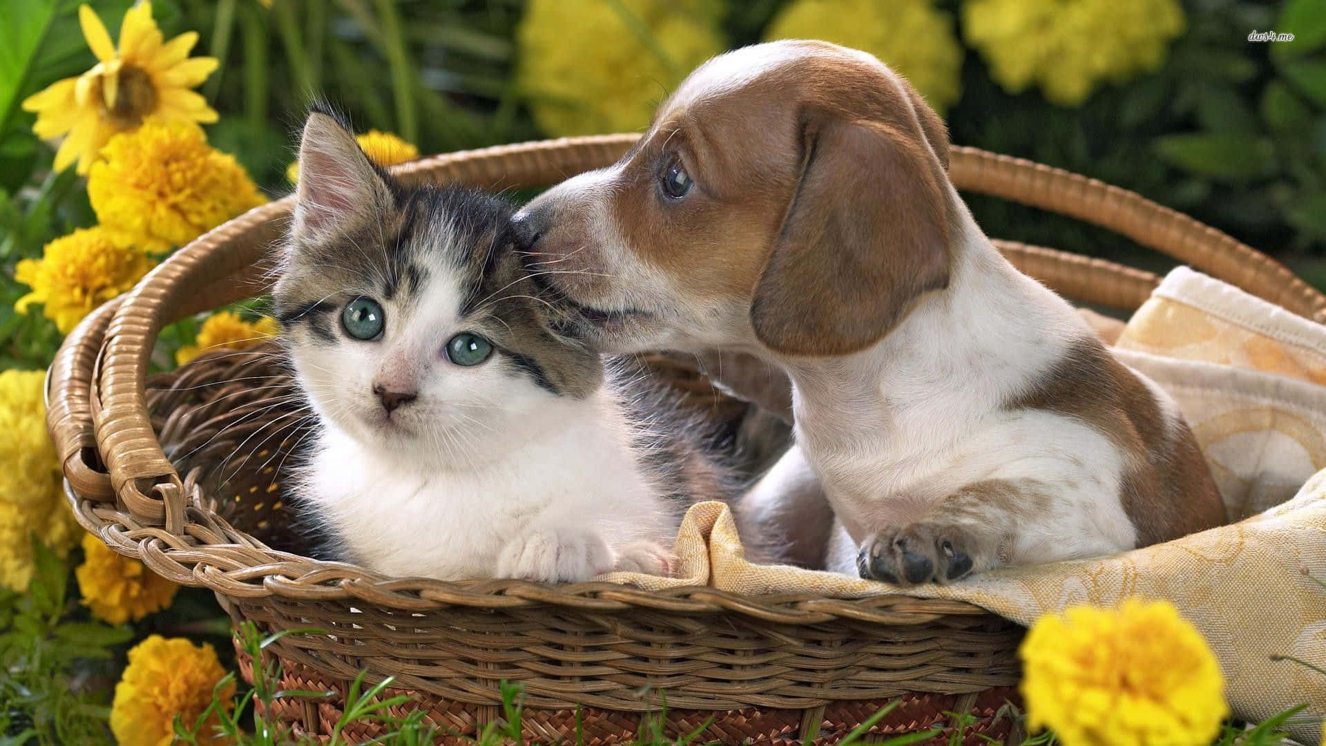 kitten, puppy, wicker basket, Full HD Desktop Wallpaper