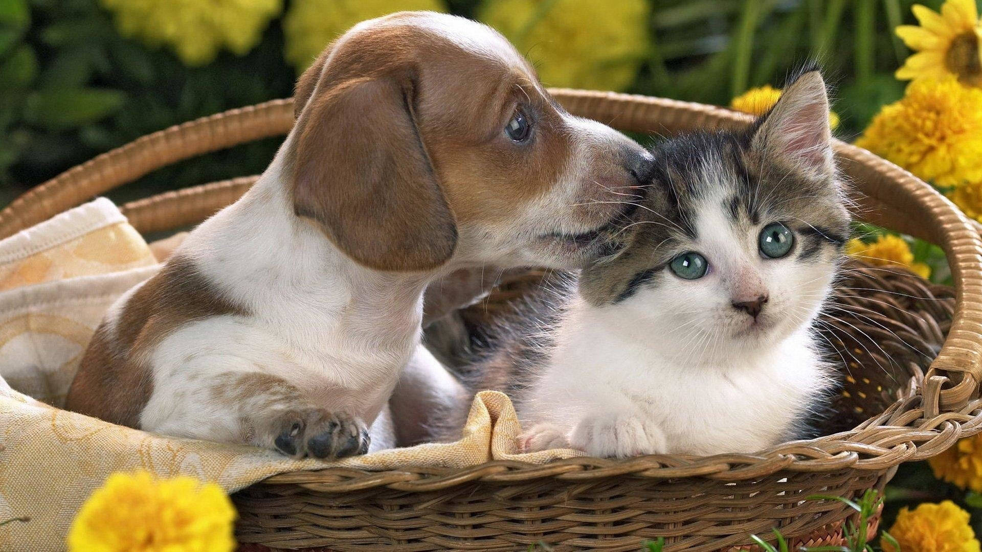brown and white puppy, calico kitten, wicker basket, Full HD Desktop Wallpaper