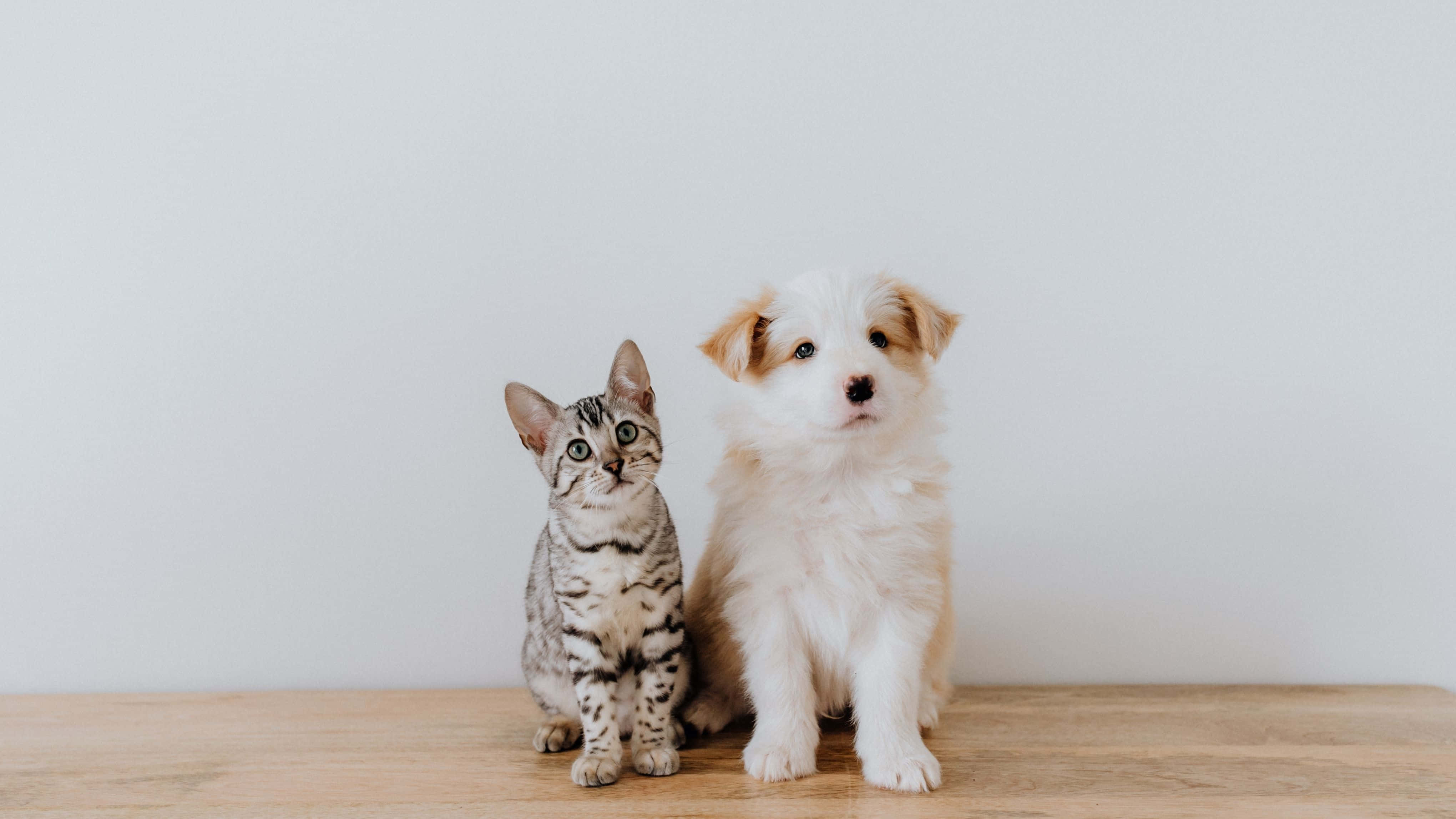 4K monitor, tabby kitten, fluffy puppy, 4K Desktop Wallpaper