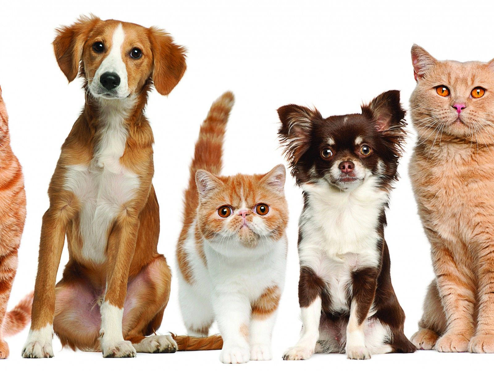 cat, dog, white background, HD Desktop Wallpaper