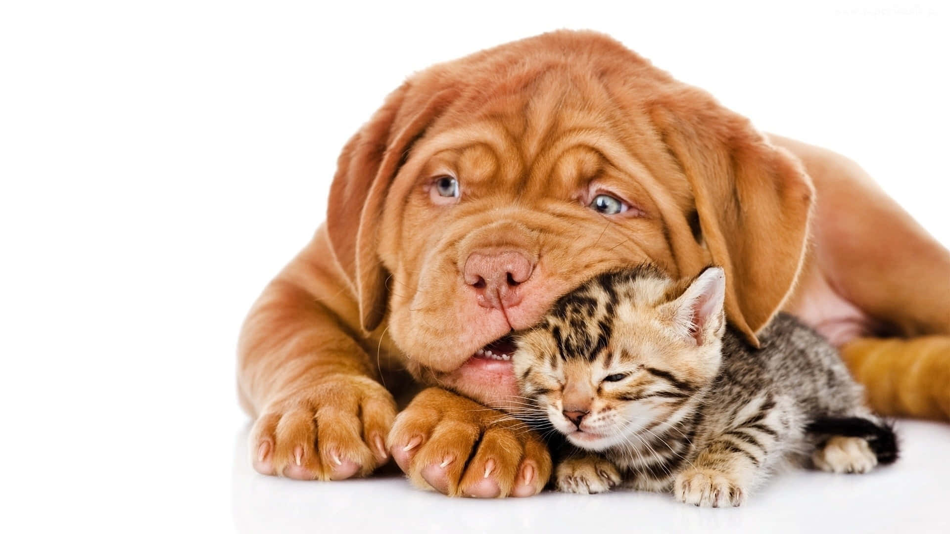 kitten, puppy, tabby kitten, Full HD Desktop Wallpaper