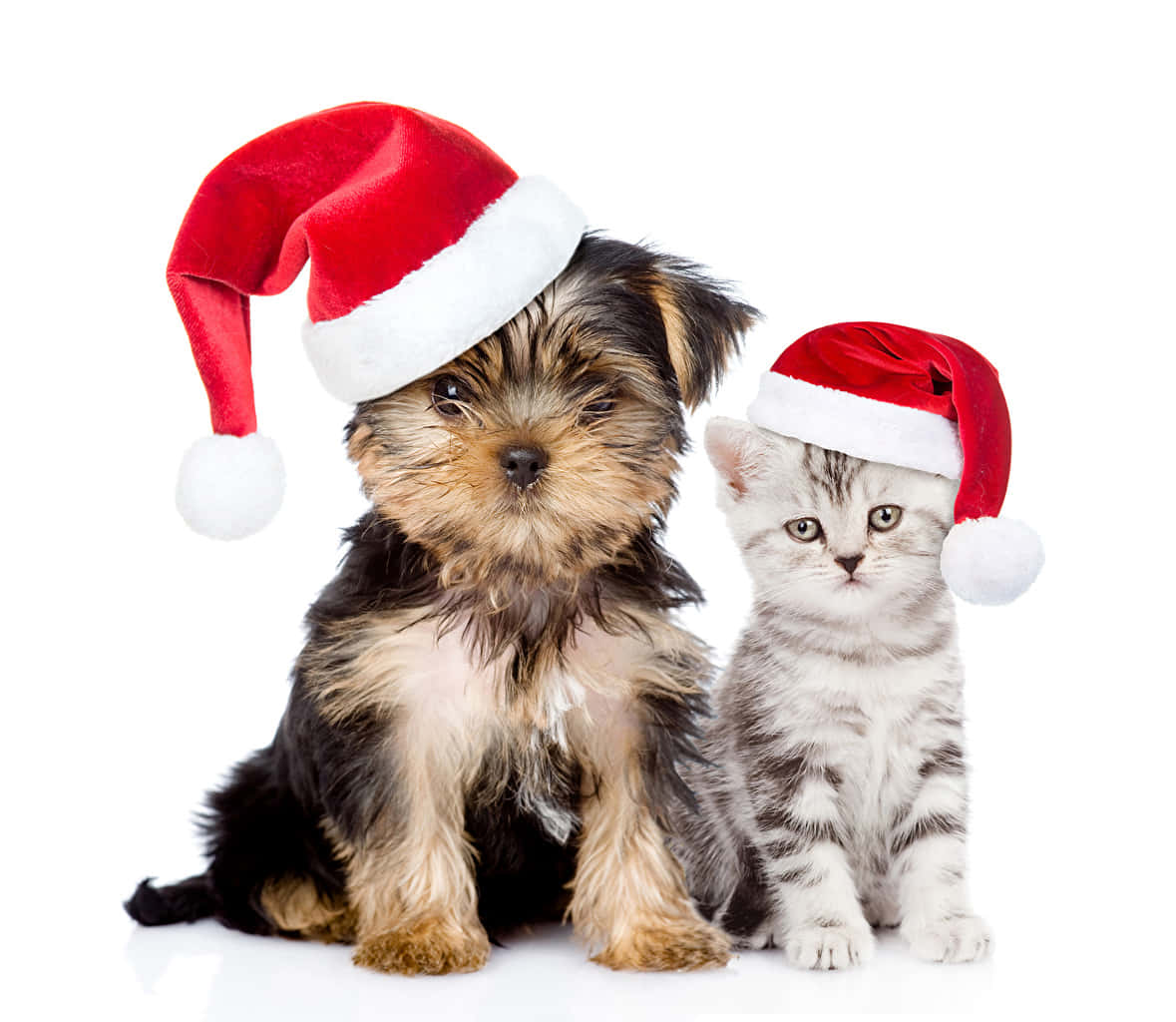 Yorkshire terrier puppy, tabby kitten, red and white Santa hats, SD Desktop Wallpaper