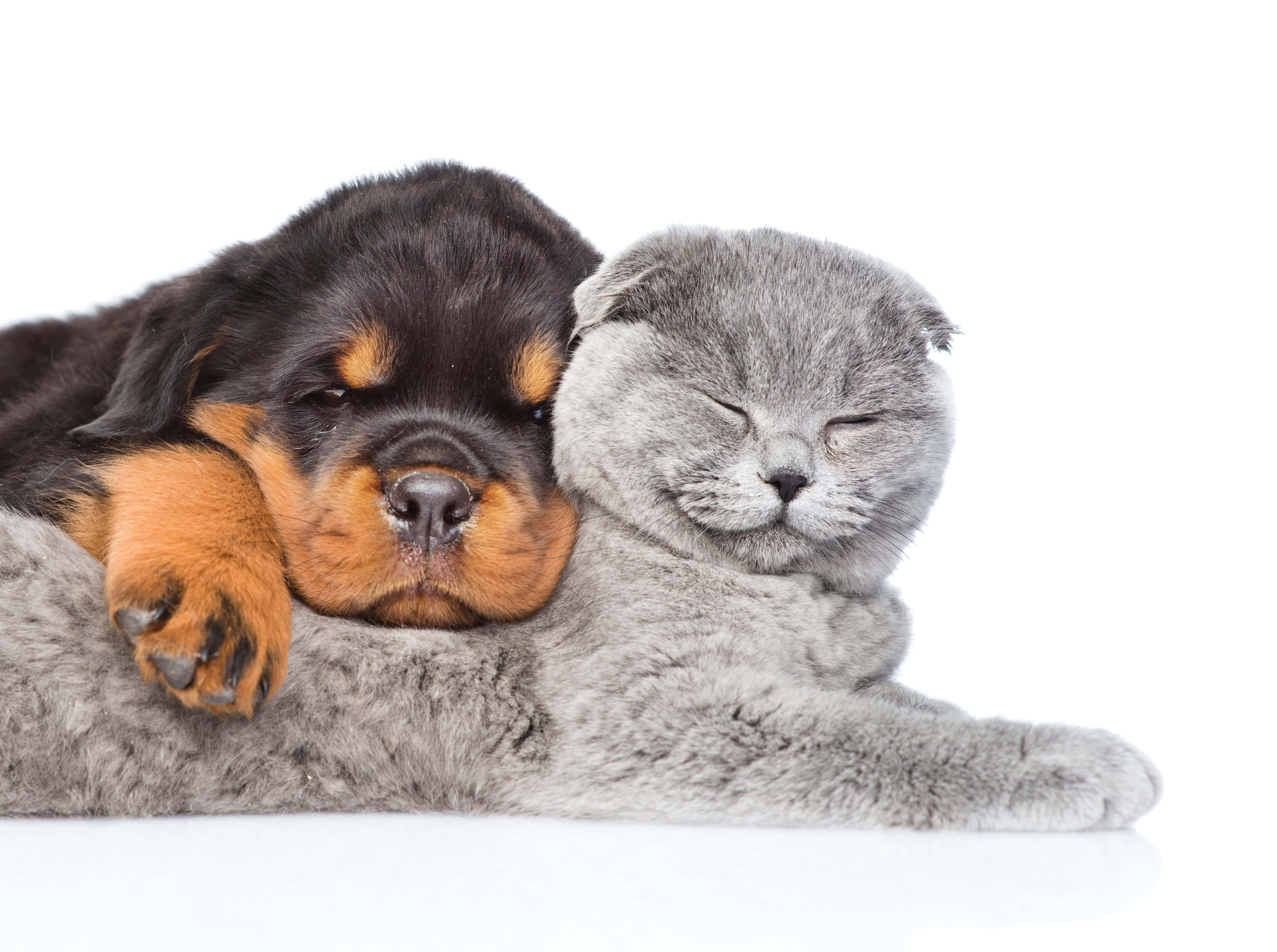 Rottweiler puppy, gray Scottish Fold cat, pure white background, 5K Desktop Wallpaper