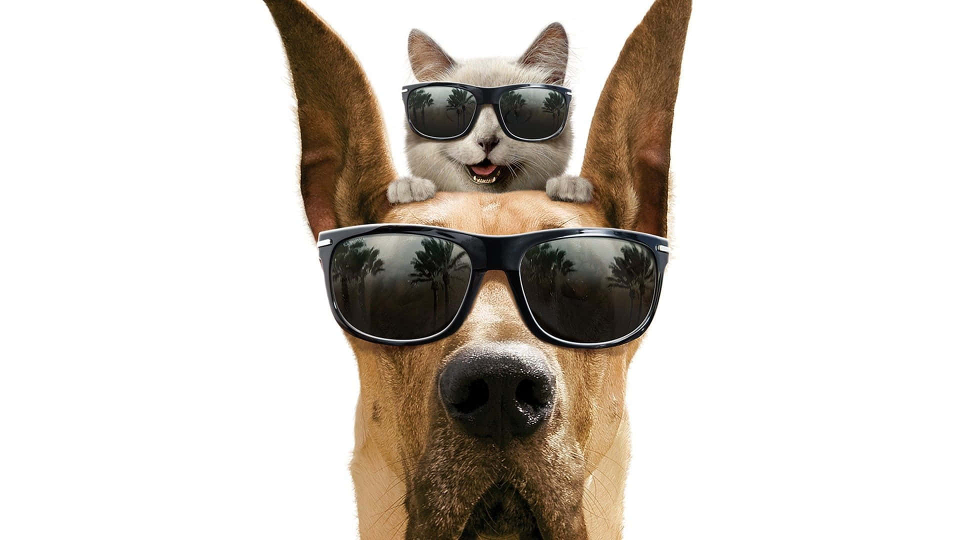 cool dog, sunglasses, white cat, Full HD Desktop Wallpaper