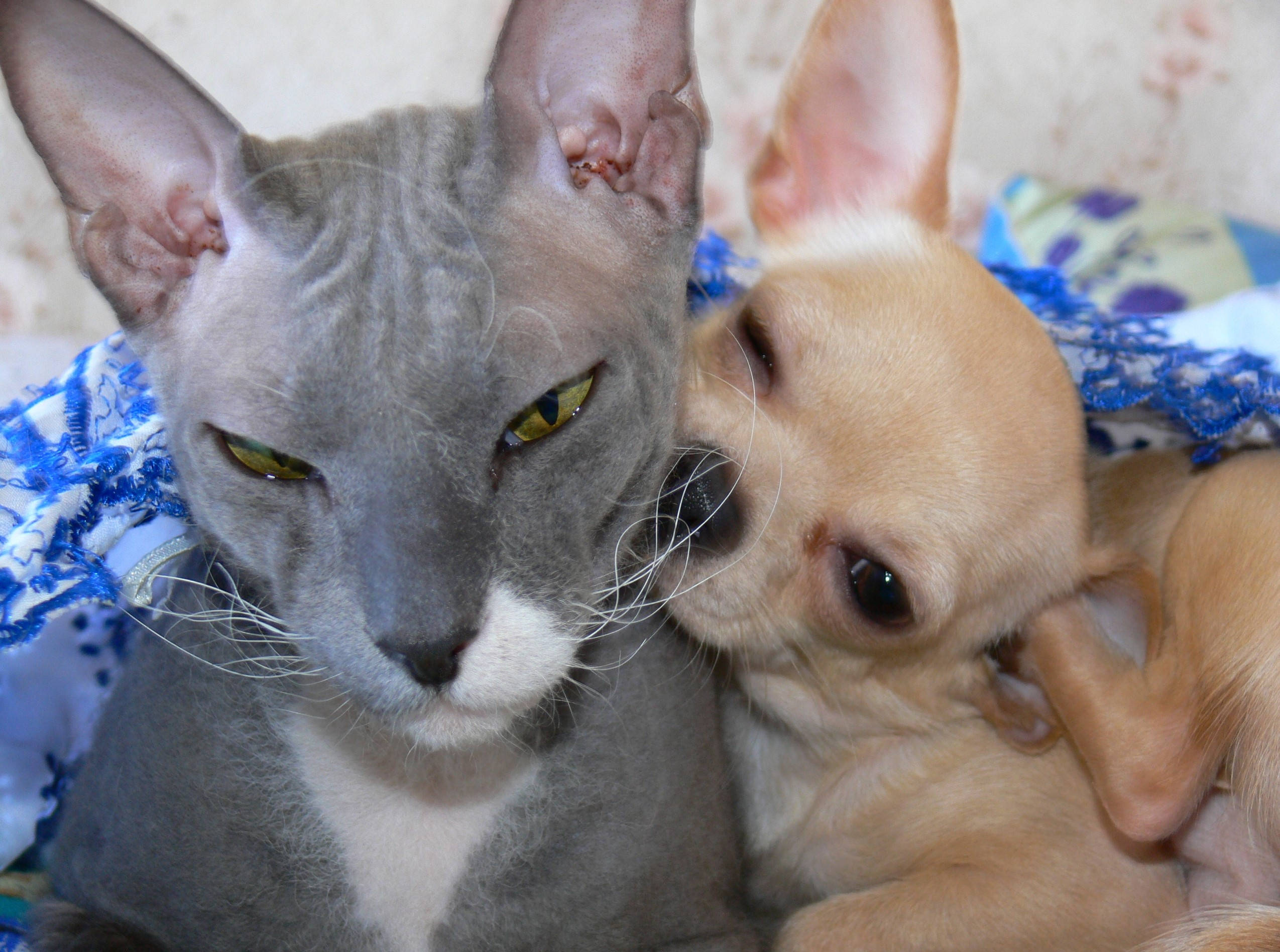 Sphynx cat, chihuahua puppy, gray hairless cat, Full HD Desktop Wallpaper