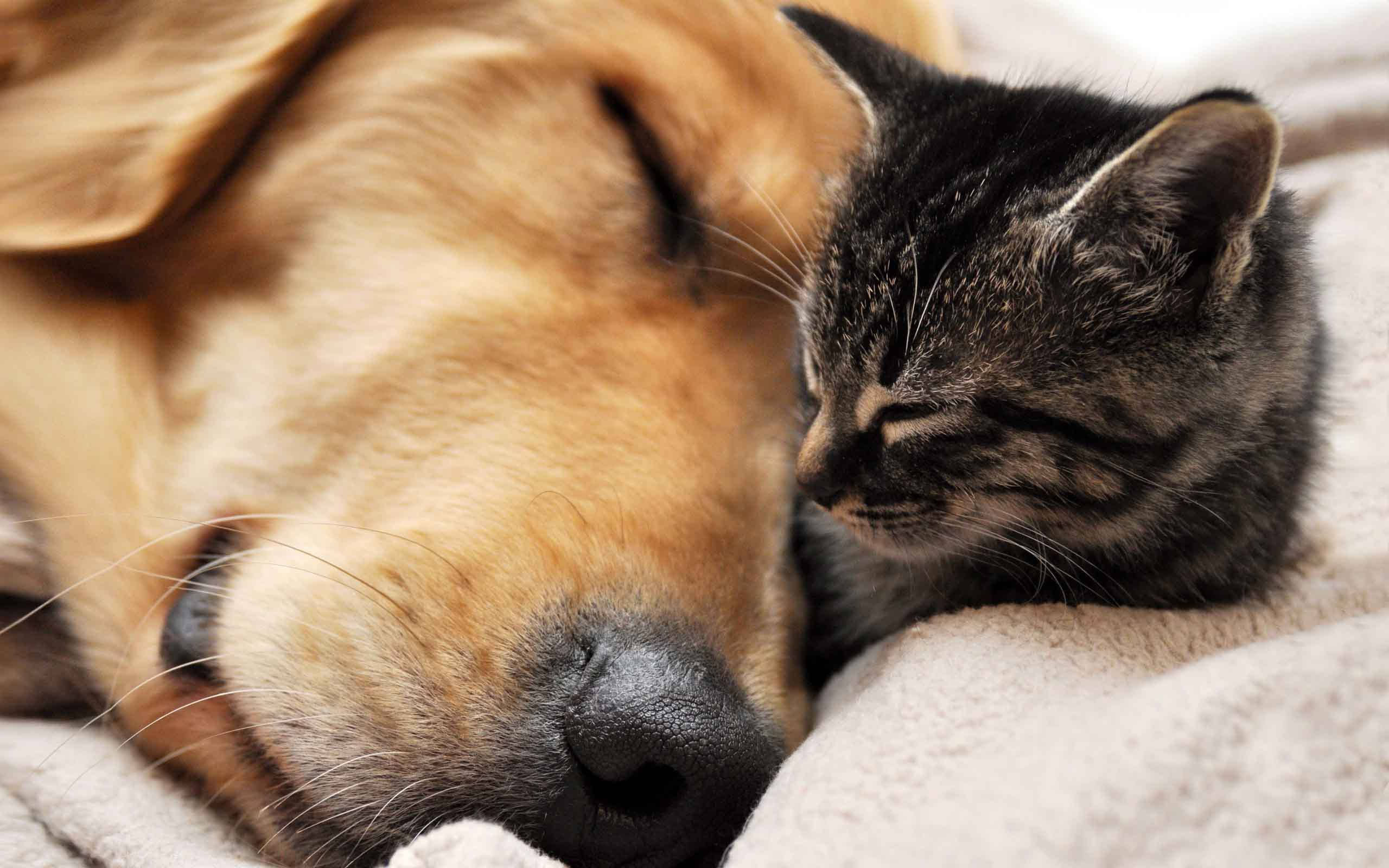 golden retriever, tabby kitten, soft blanket, 2K Desktop Wallpaper