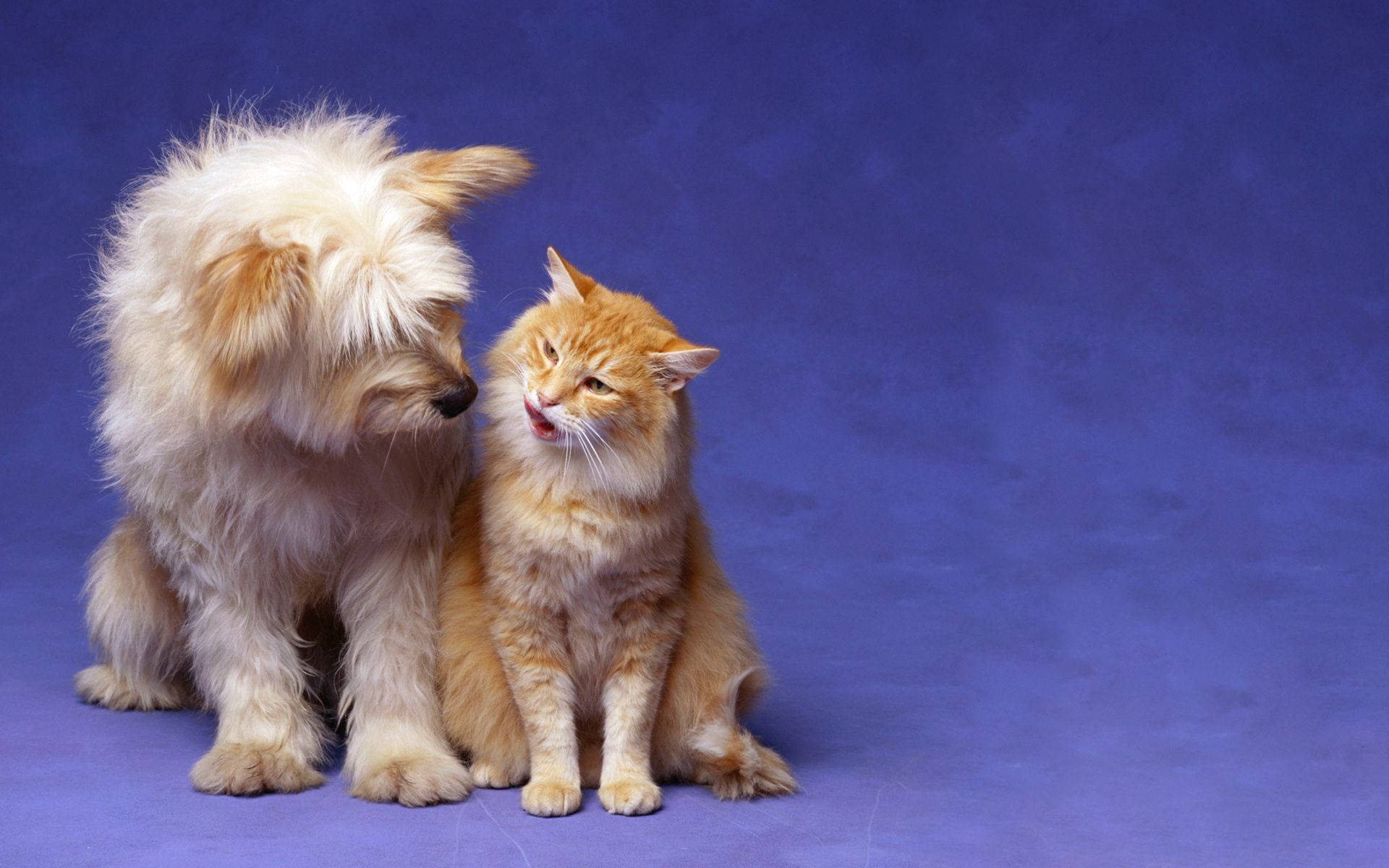 fluffy white dog, ginger cat, textured blue backdrop, Full HD Desktop Wallpaper