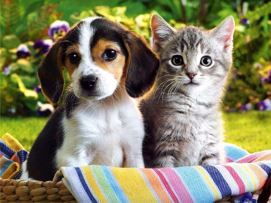beagle puppy, tabby kitten, woven basket, SD Desktop Wallpaper