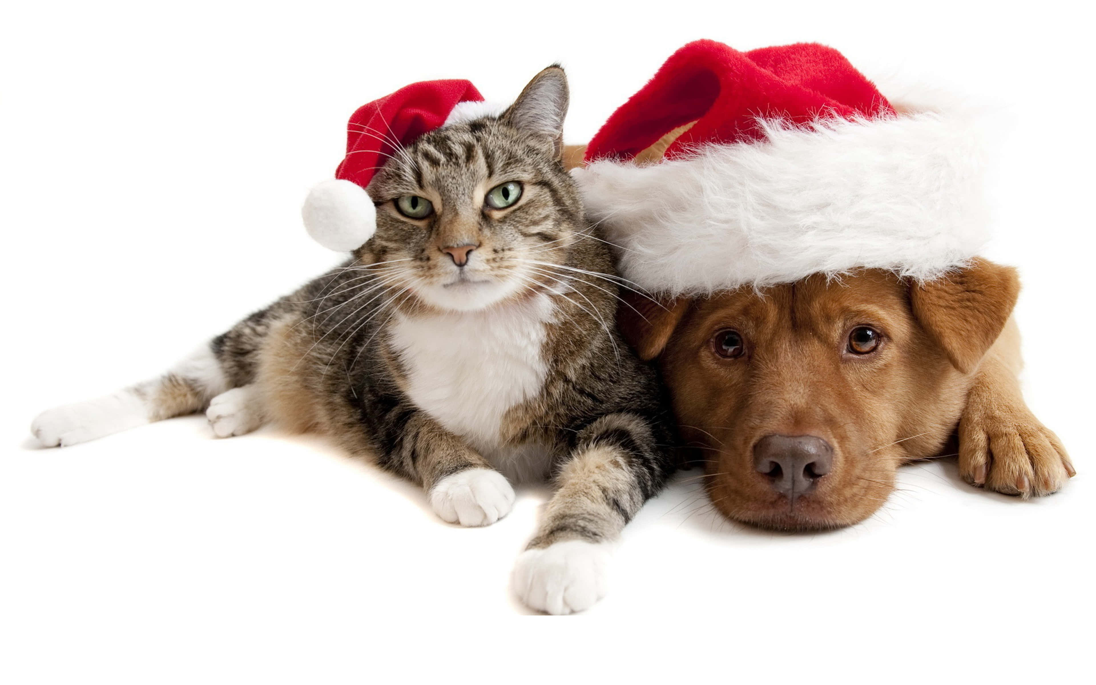 tabby cat, brown dog, red Santa hats, 4K Desktop Wallpaper