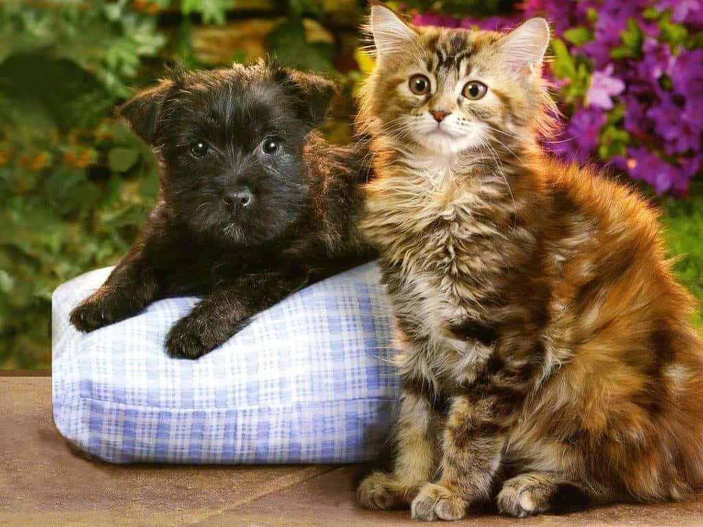 fluffy brown tabby kitten, small black puppy, blue plaid cushion, SD Desktop Wallpaper