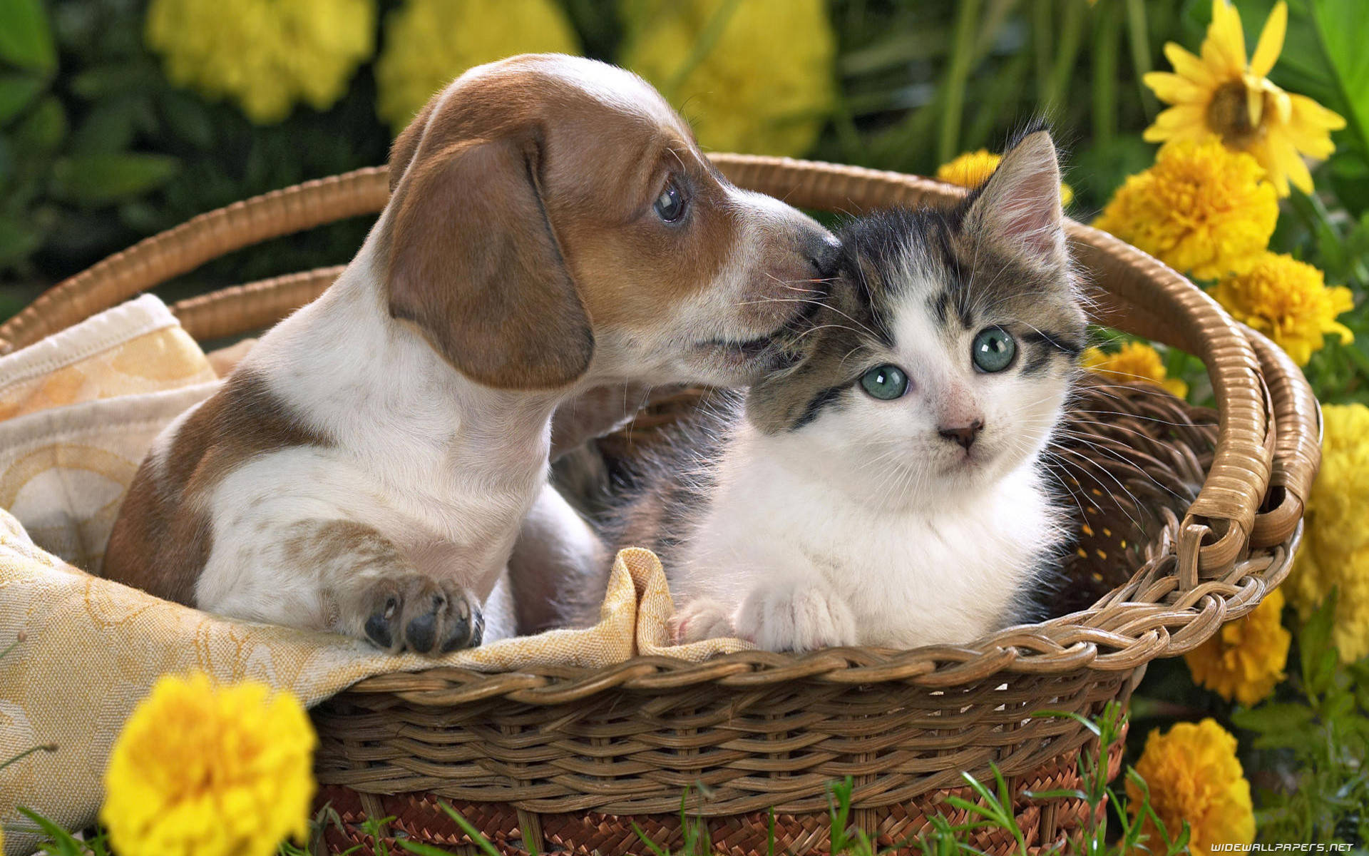 dachshund puppy, calico kitten, wicker basket, Full HD Desktop Wallpaper