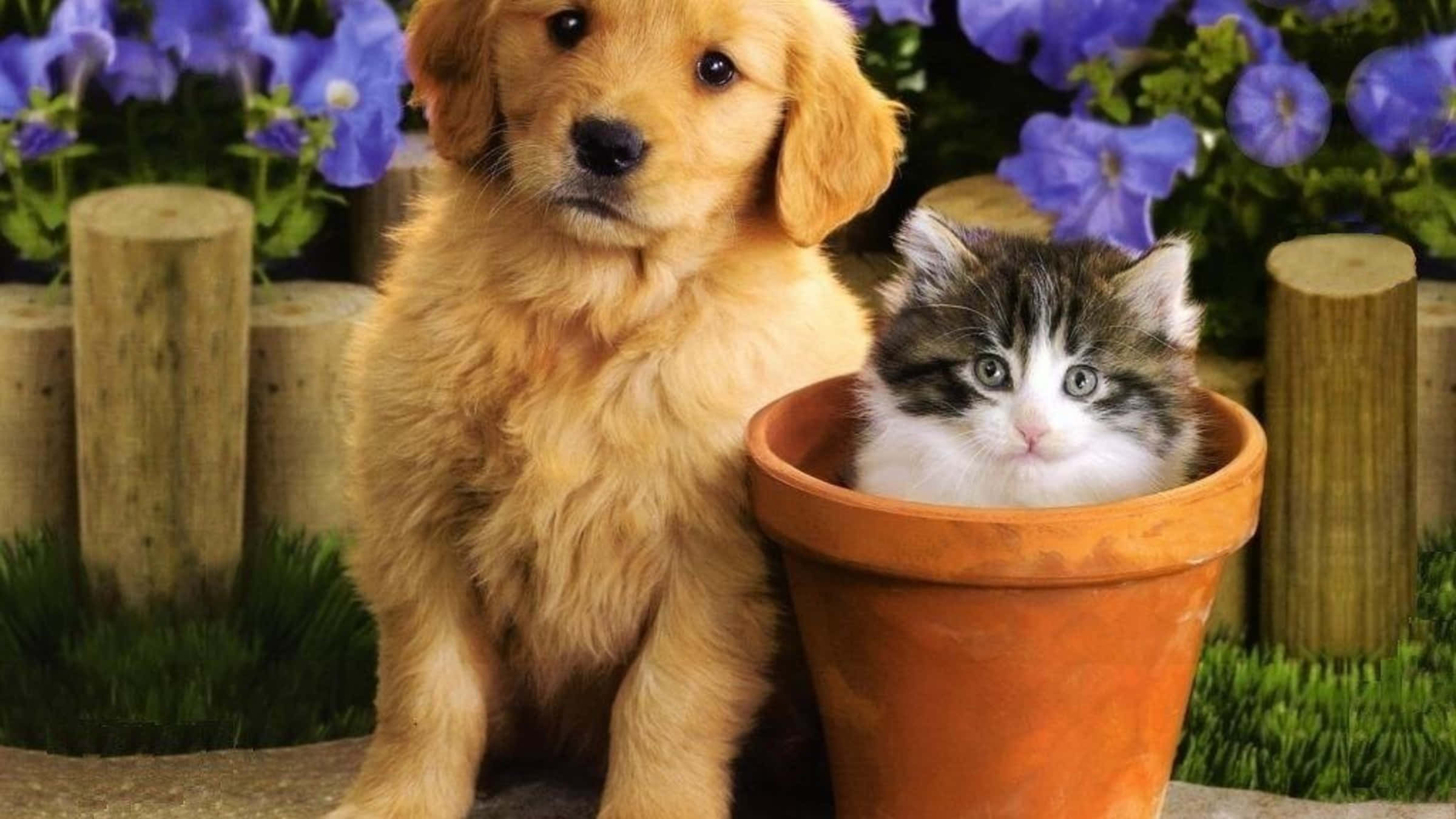 fluffy golden puppy, tabby kitten, terracotta pot, Full HD Desktop Wallpaper