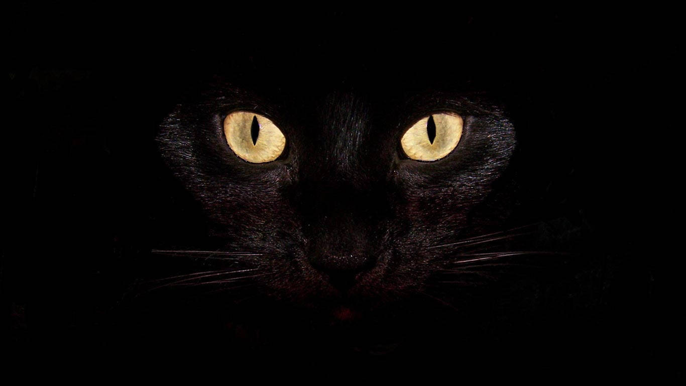 yellow-eyed cat, glowing yellow eyes, black cat, HD Desktop Wallpaper