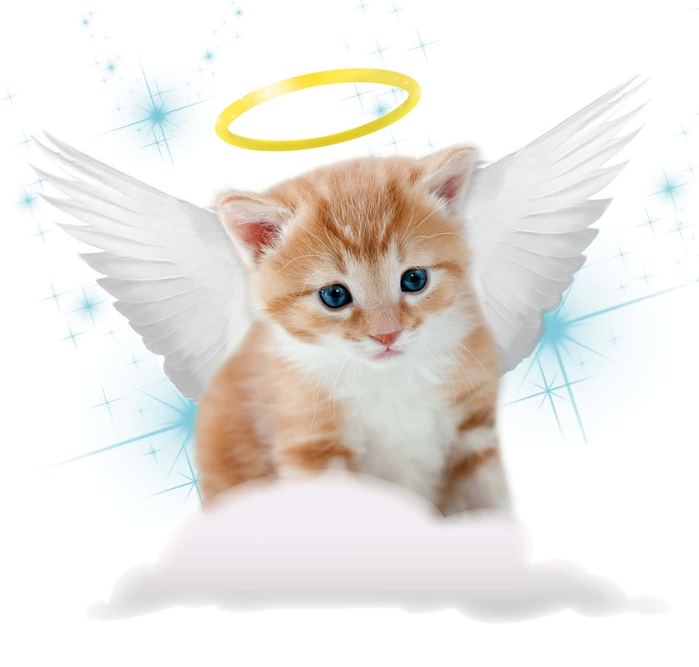orange kitten, blue eyes, white angel wings, HD Desktop Wallpaper
