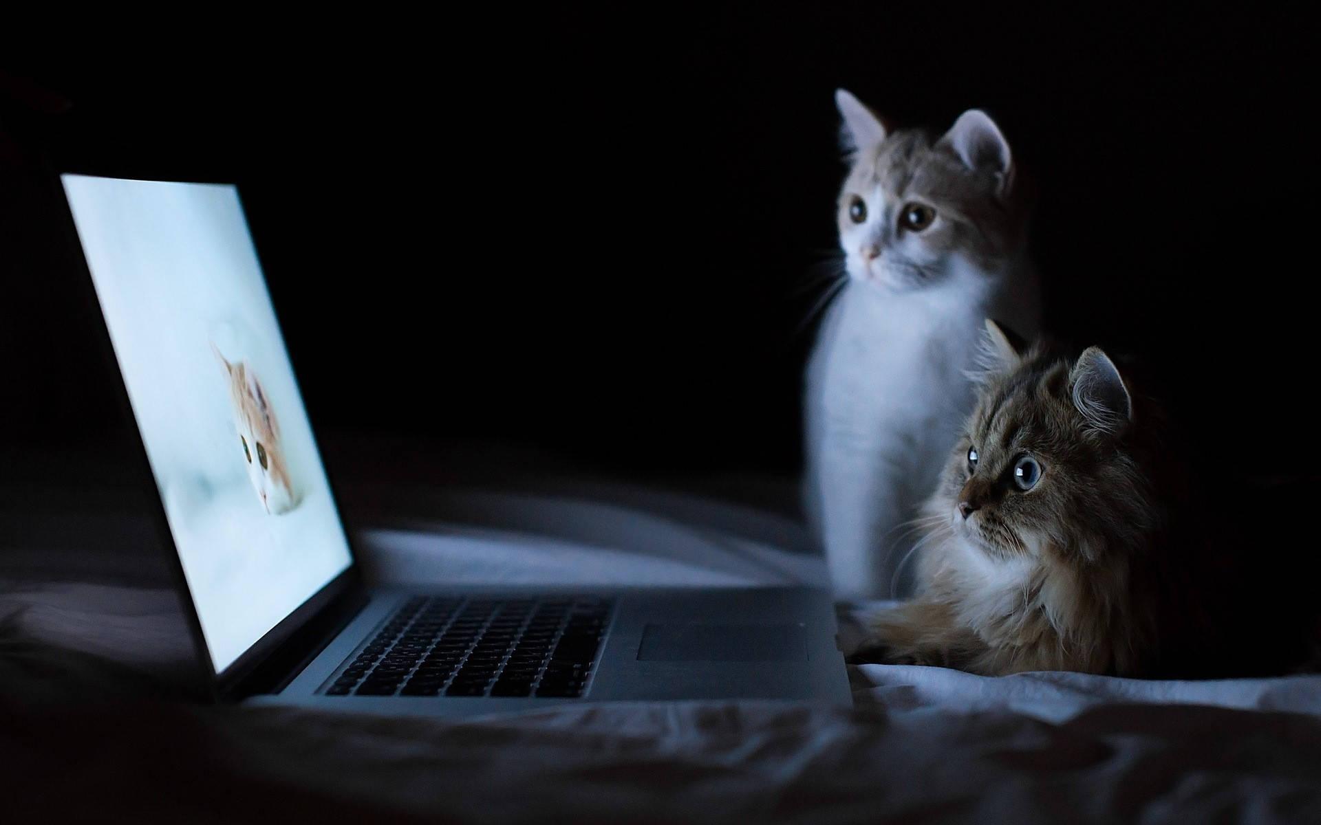 laptop, cat, soft blue light, Full HD Desktop Wallpaper