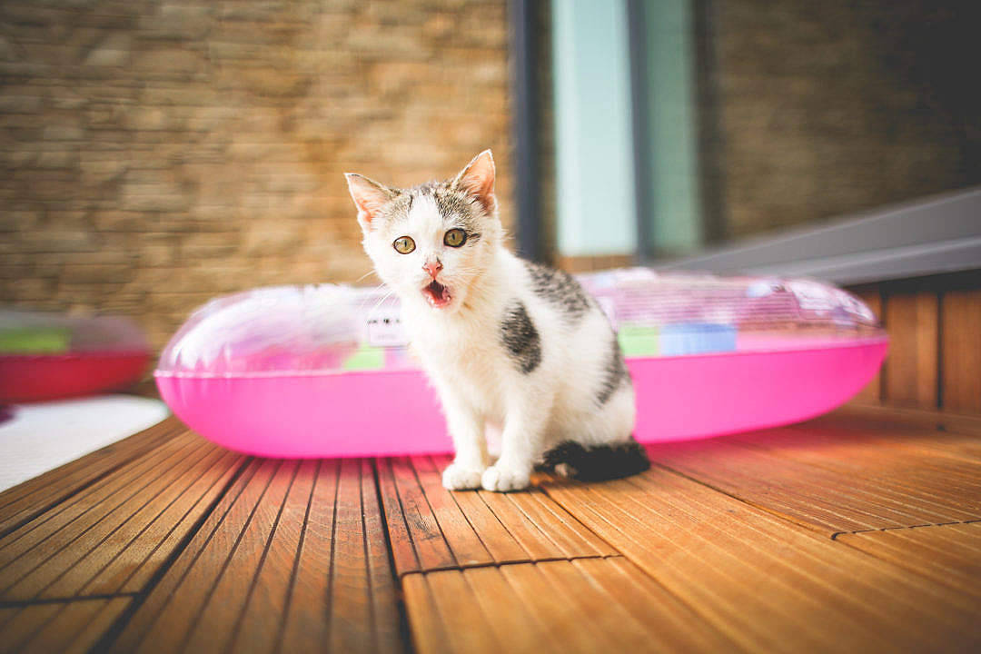 Cat Computer, white and gray kitten, wooden decking, SD Desktop Wallpaper