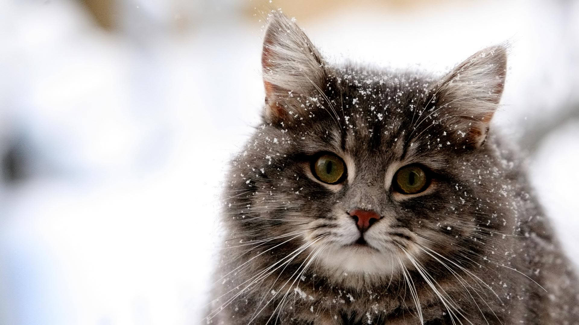 fluffy gray cat, green eyes, snowflakes, Full HD Desktop Wallpaper