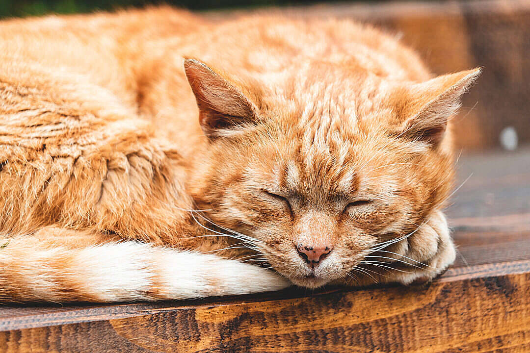 Cat Computer, adult ginger cat, fluffy orange tabby cat, SD Desktop Wallpaper