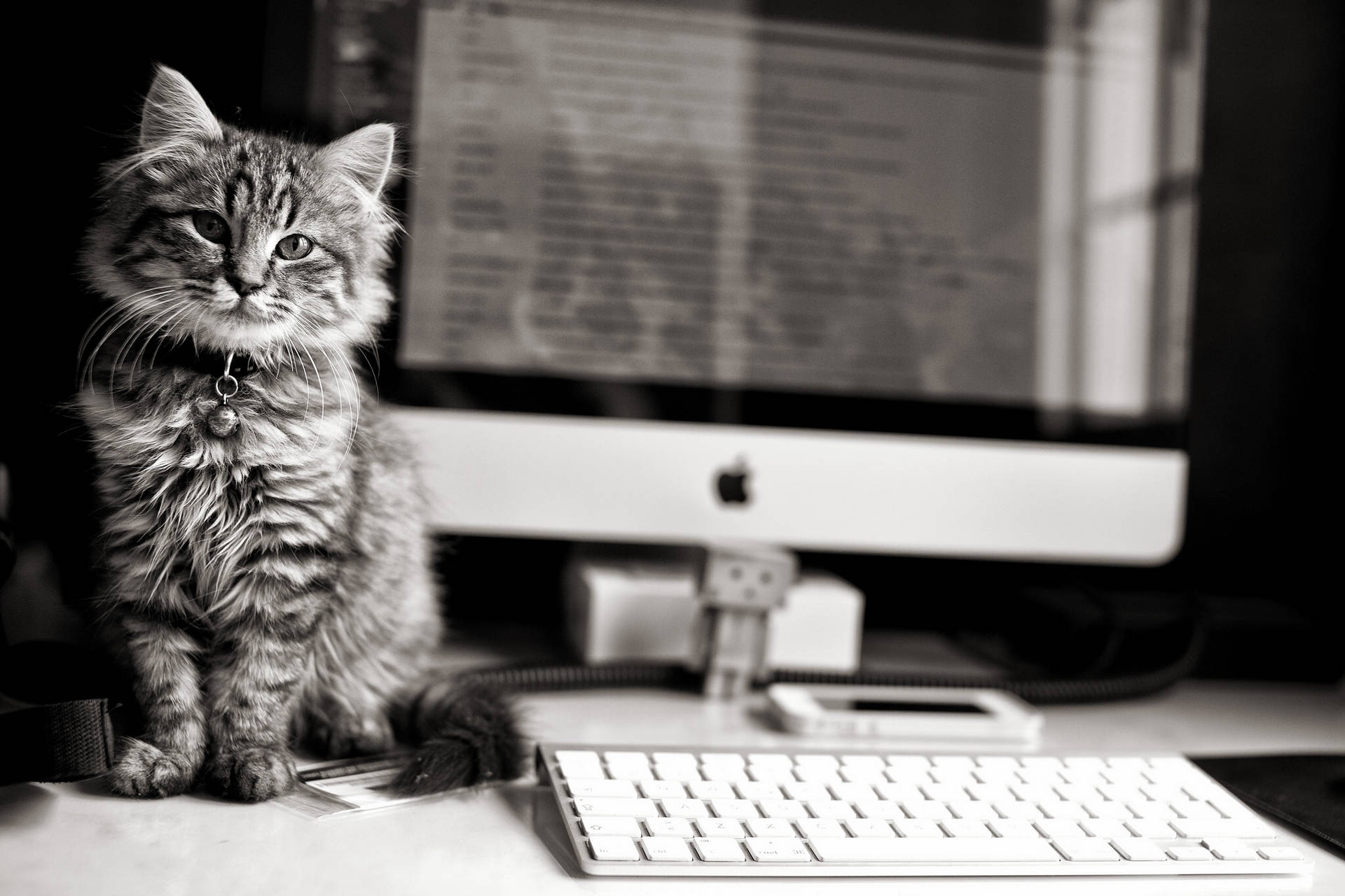 fluffy tabby cat, desk, computer keyboard, Full HD Desktop Wallpaper