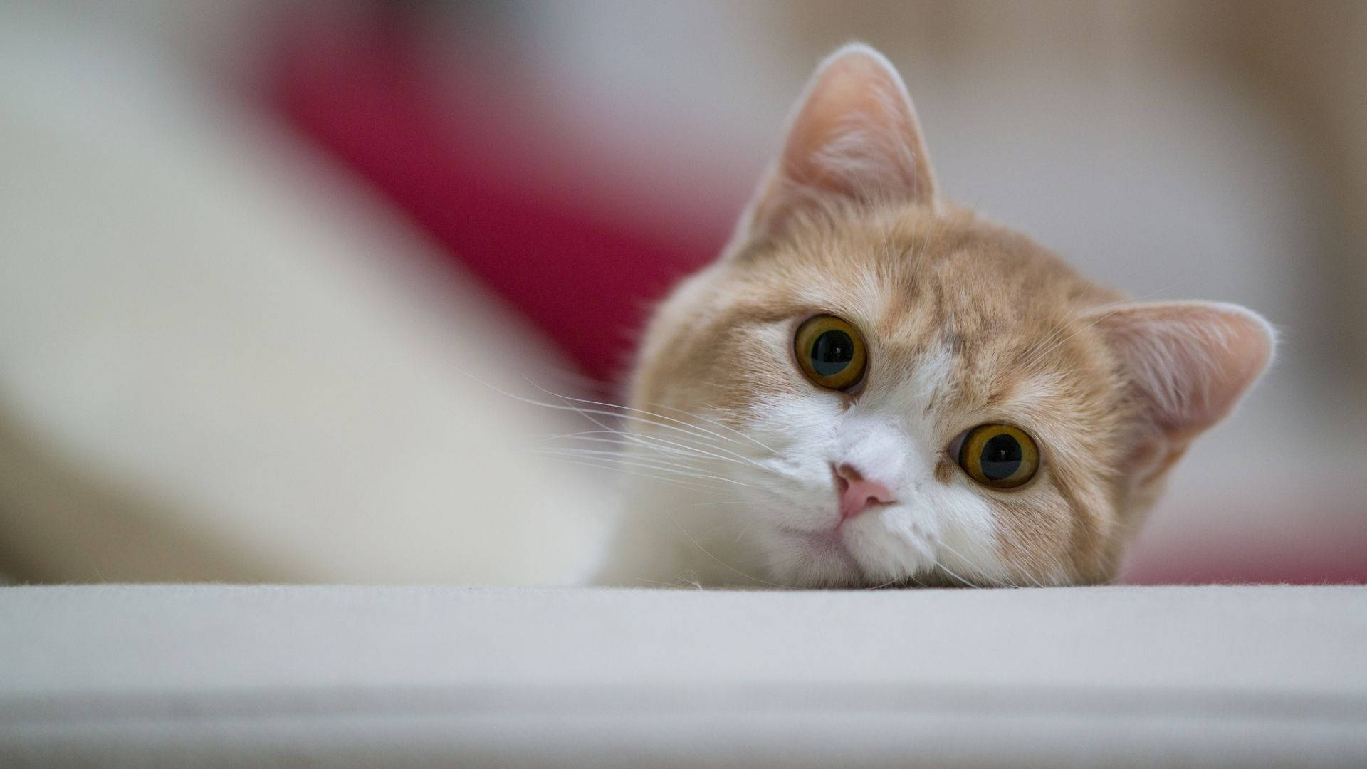 cat computer, ginger and white cat, white surface, Full HD Desktop Wallpaper