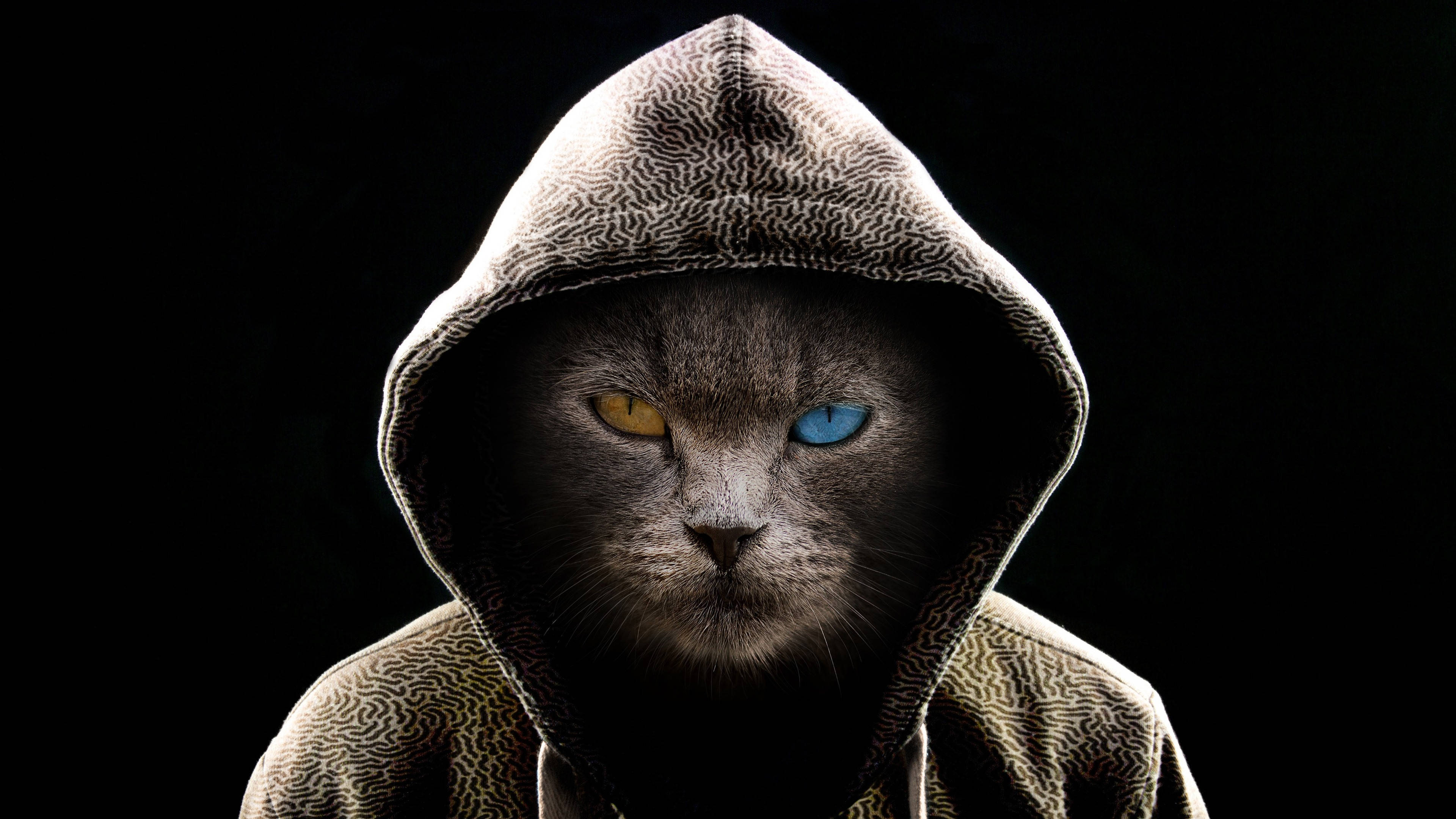Cool Hooded Black Cat Computer, gray cat, patterned hoodie, 4K Desktop Wallpaper