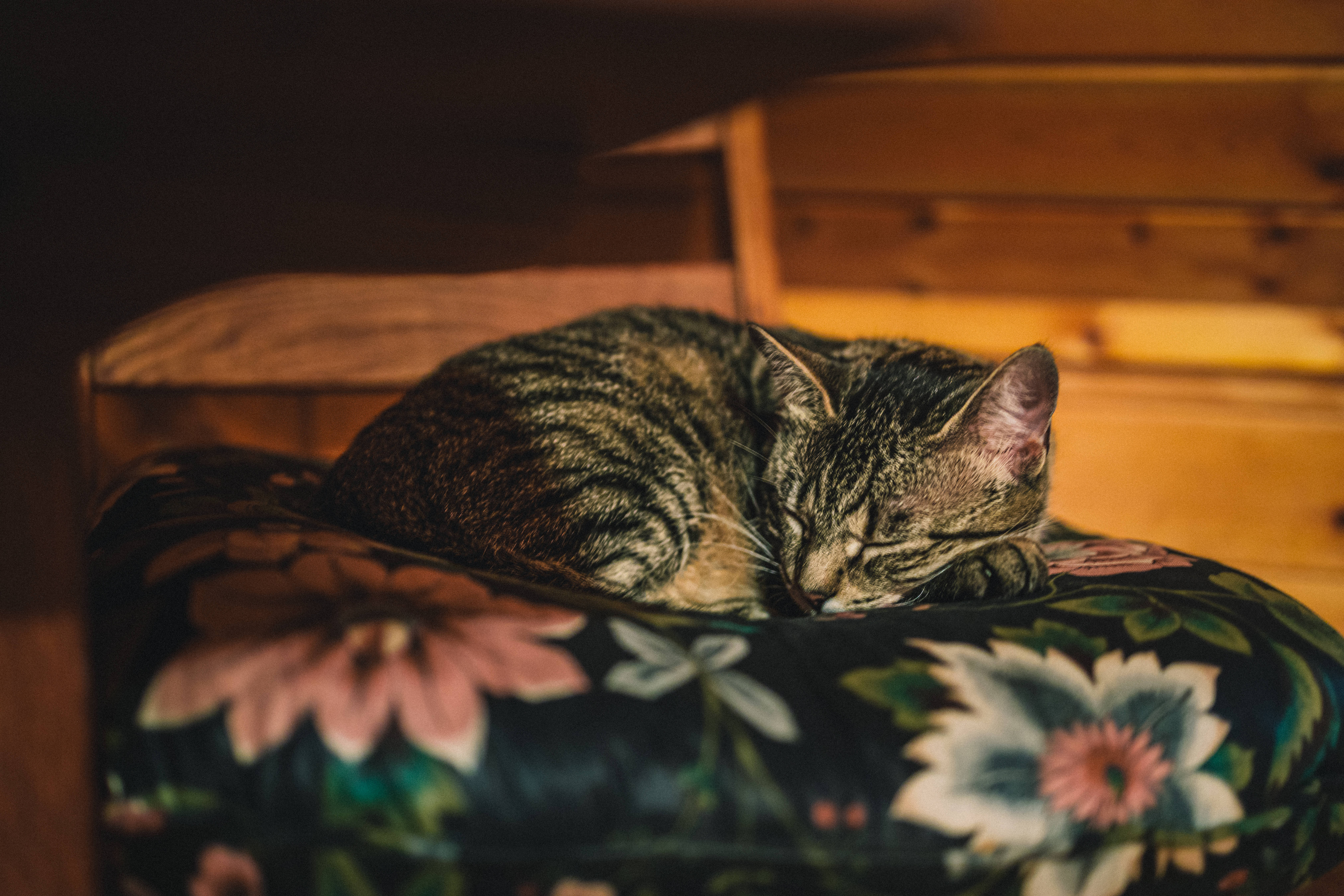cat computer, tabby cat, floral cushion, 5K Desktop Wallpaper