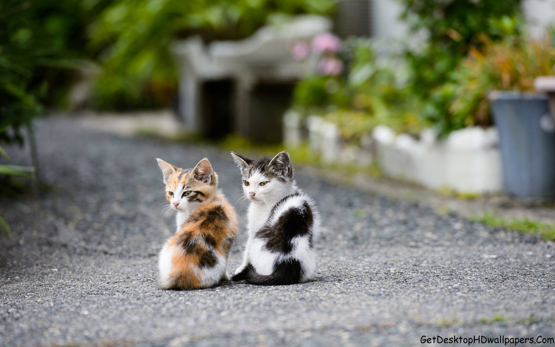 Cat Computer, calico, gravel path, Full HD Desktop Wallpaper