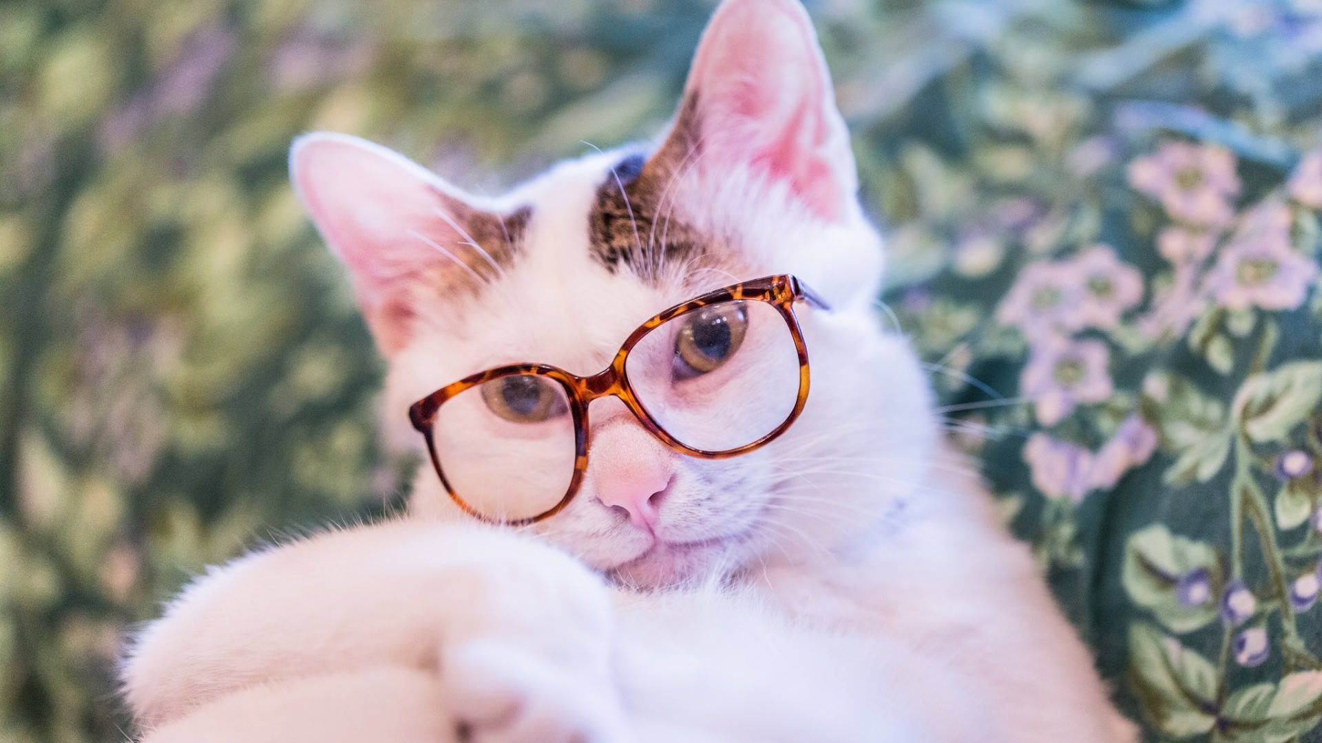 white nerdy cat computer, tortoiseshell glasses, floral blanket, Full HD Desktop Wallpaper