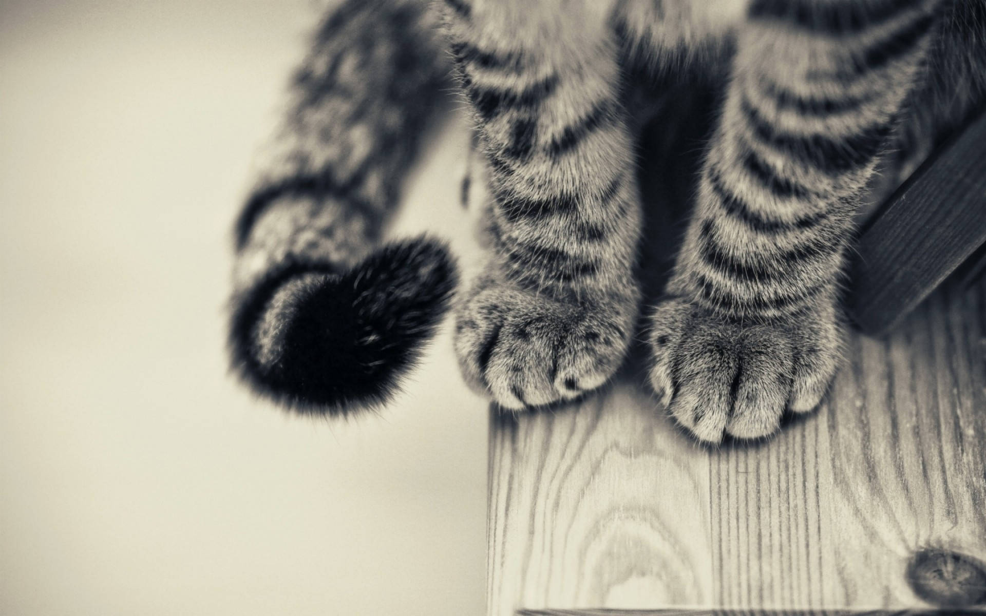 Cat Computer, black white, tabby cat, Full HD Desktop Wallpaper