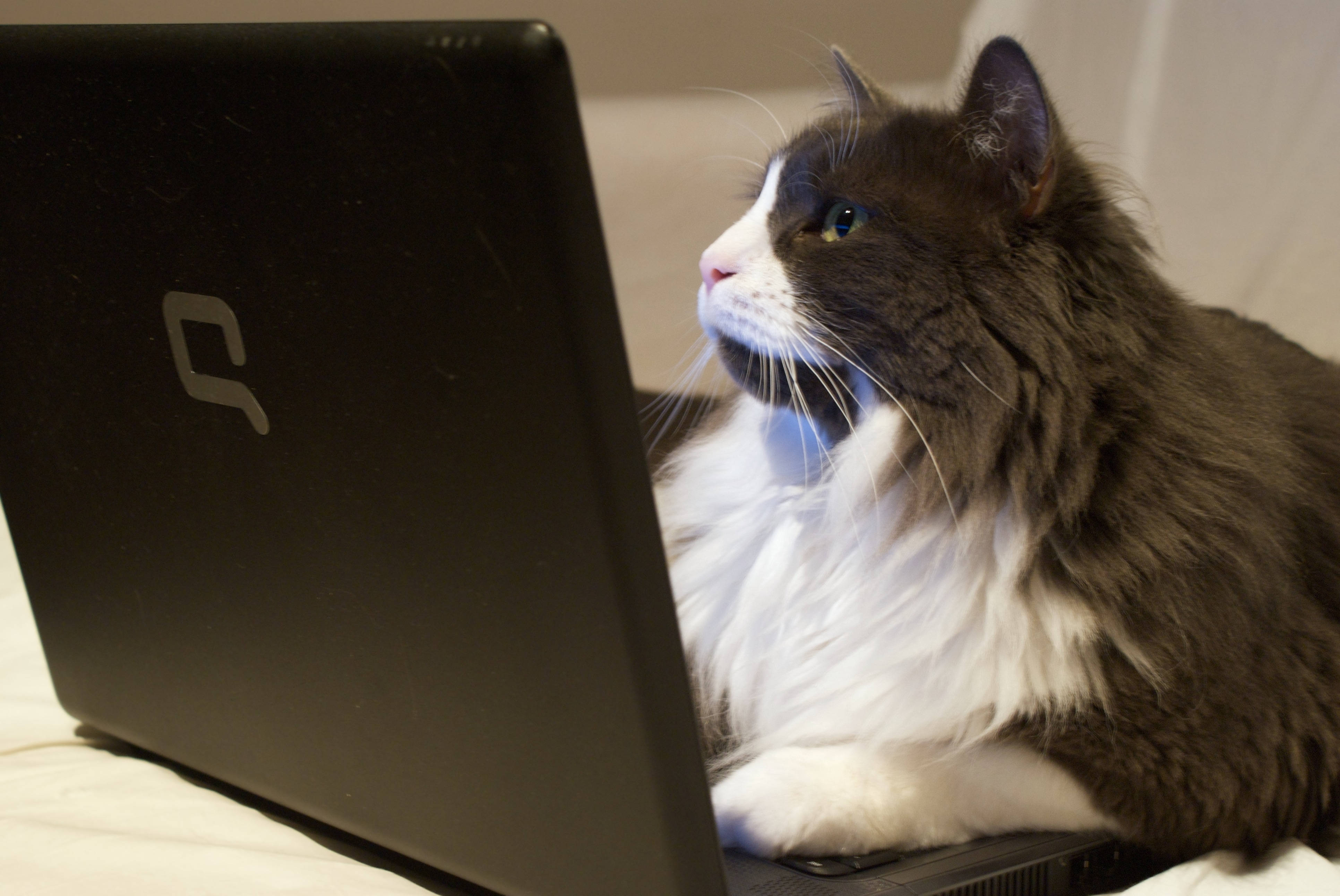 bicolored cat computer, black and white cat, laptop keyboard, 4K Desktop Wallpaper