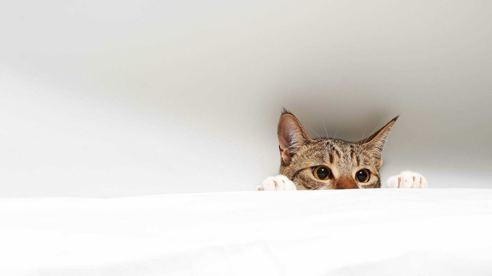Cat Computer, tabby cat, white surface, Full HD Desktop Wallpaper