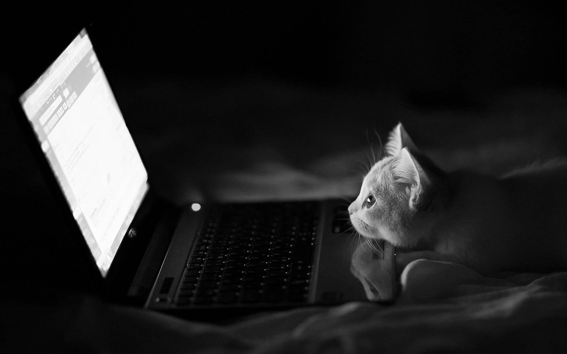 dark gray cat, laptop, glowing screen, Full HD Desktop Wallpaper