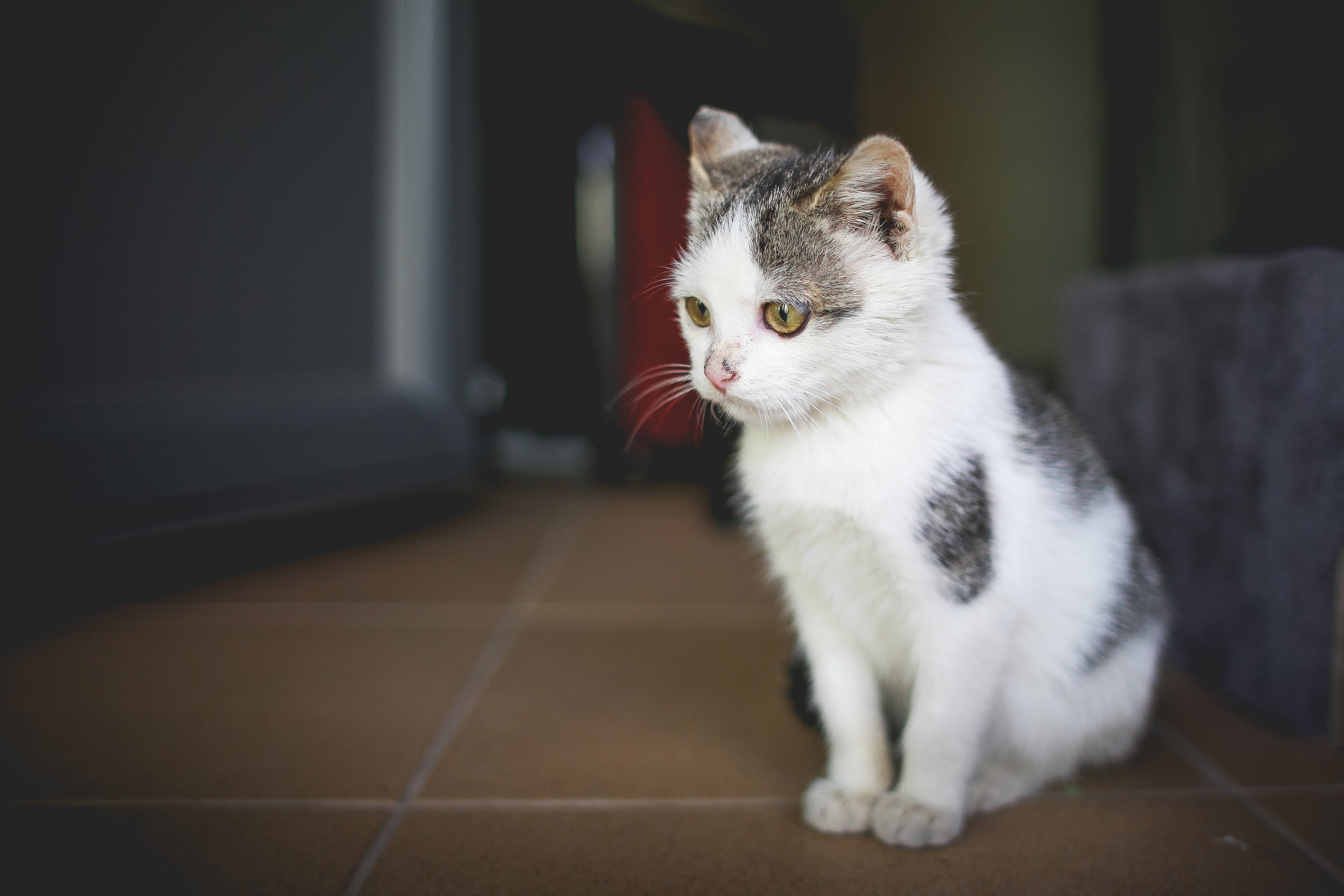 Cat Computer, white, gray, 4K Desktop Wallpaper