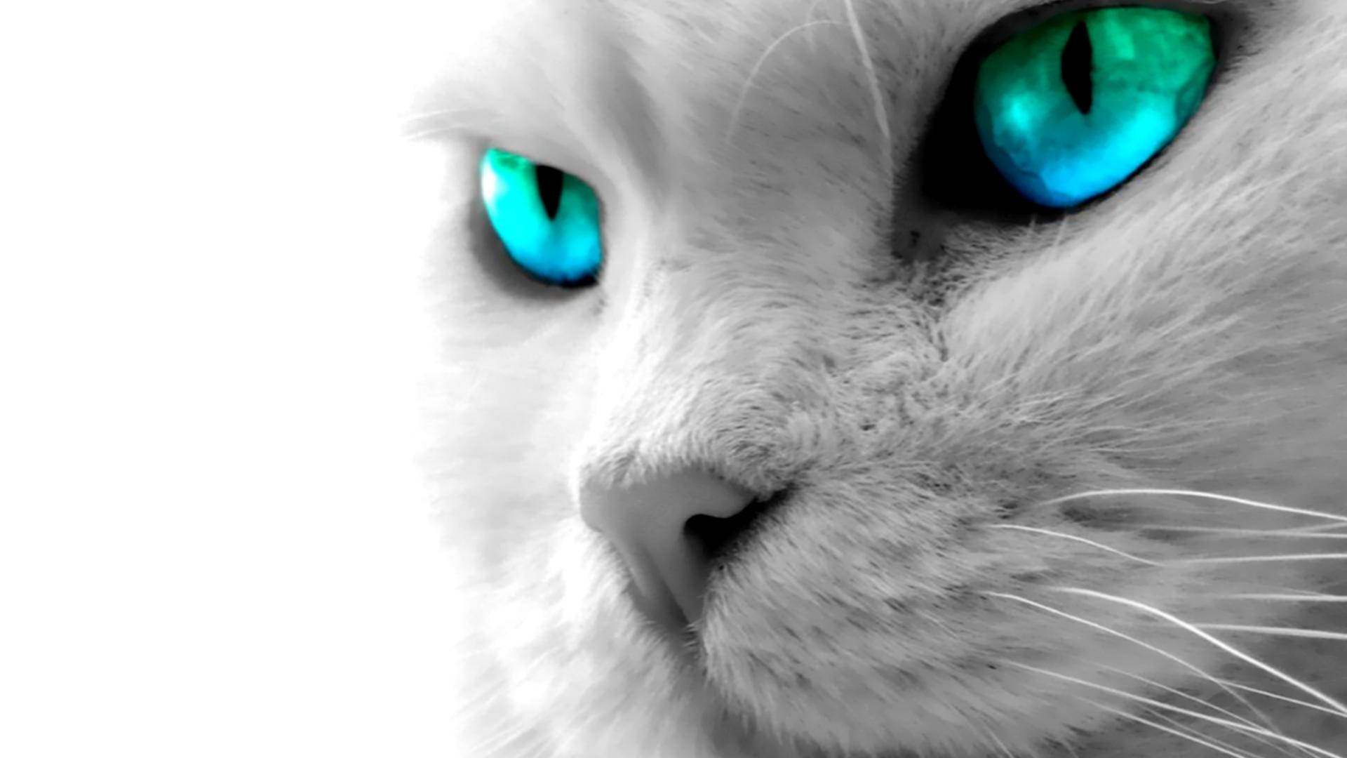 blue eyed cat computer, white cat, turquoise eyes, Full HD Desktop Wallpaper