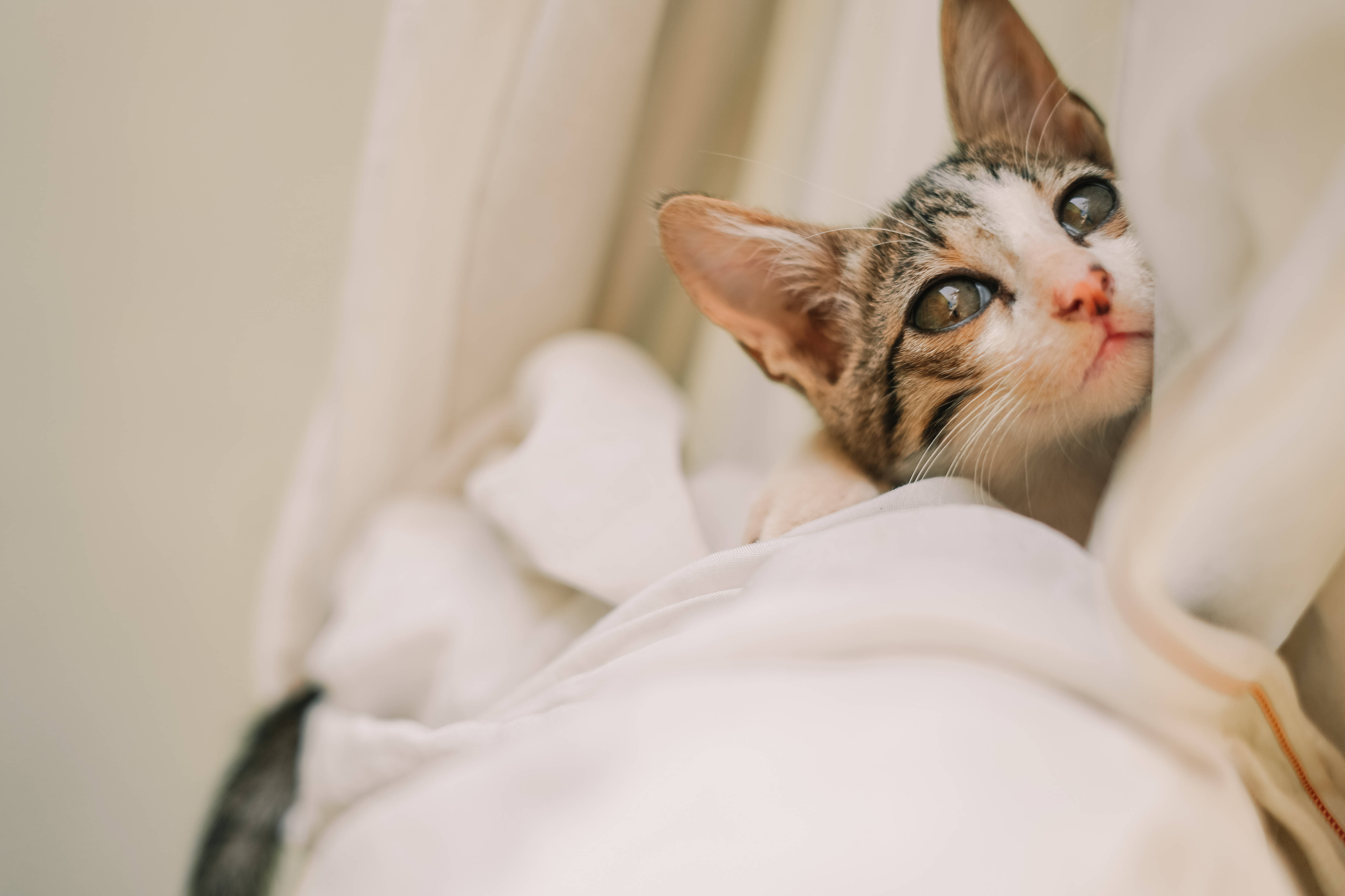 Cat Computer, white cloth, tabby kitten, 5K Desktop Wallpaper