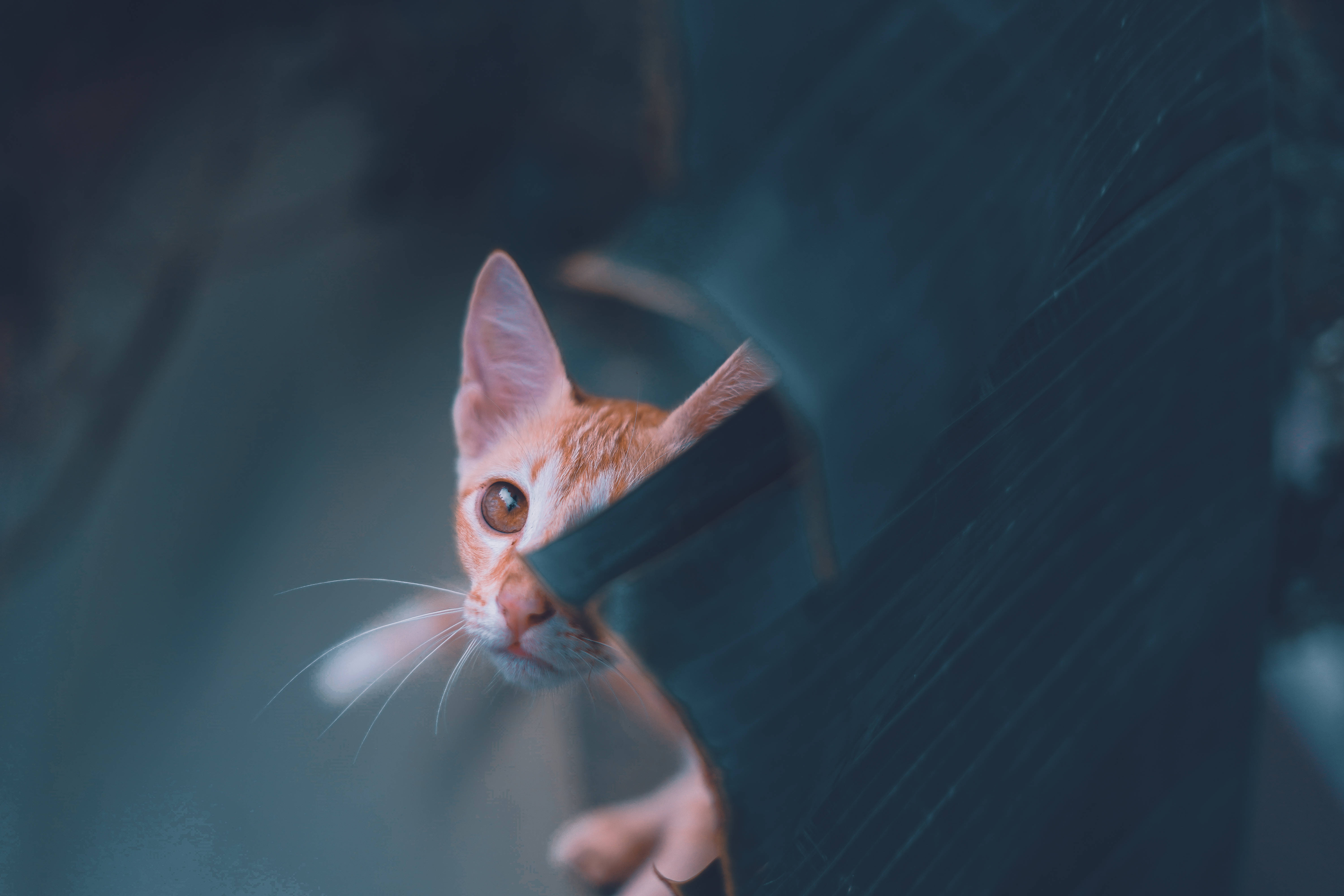 Cat Computer, ginger, dark textured surface, 5K Desktop Wallpaper