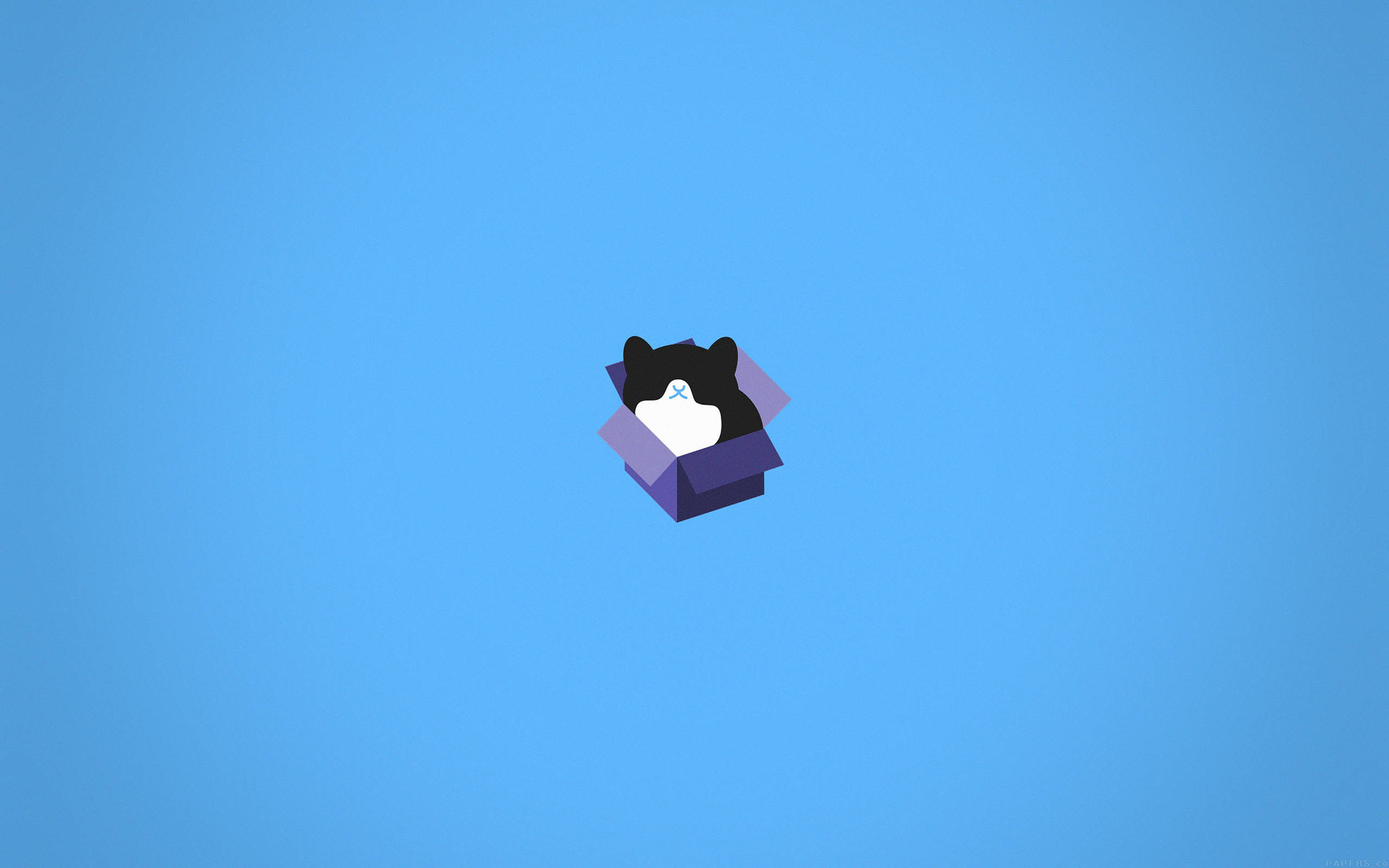 cat computer, purple box, solid blue background, 2K Desktop Wallpaper
