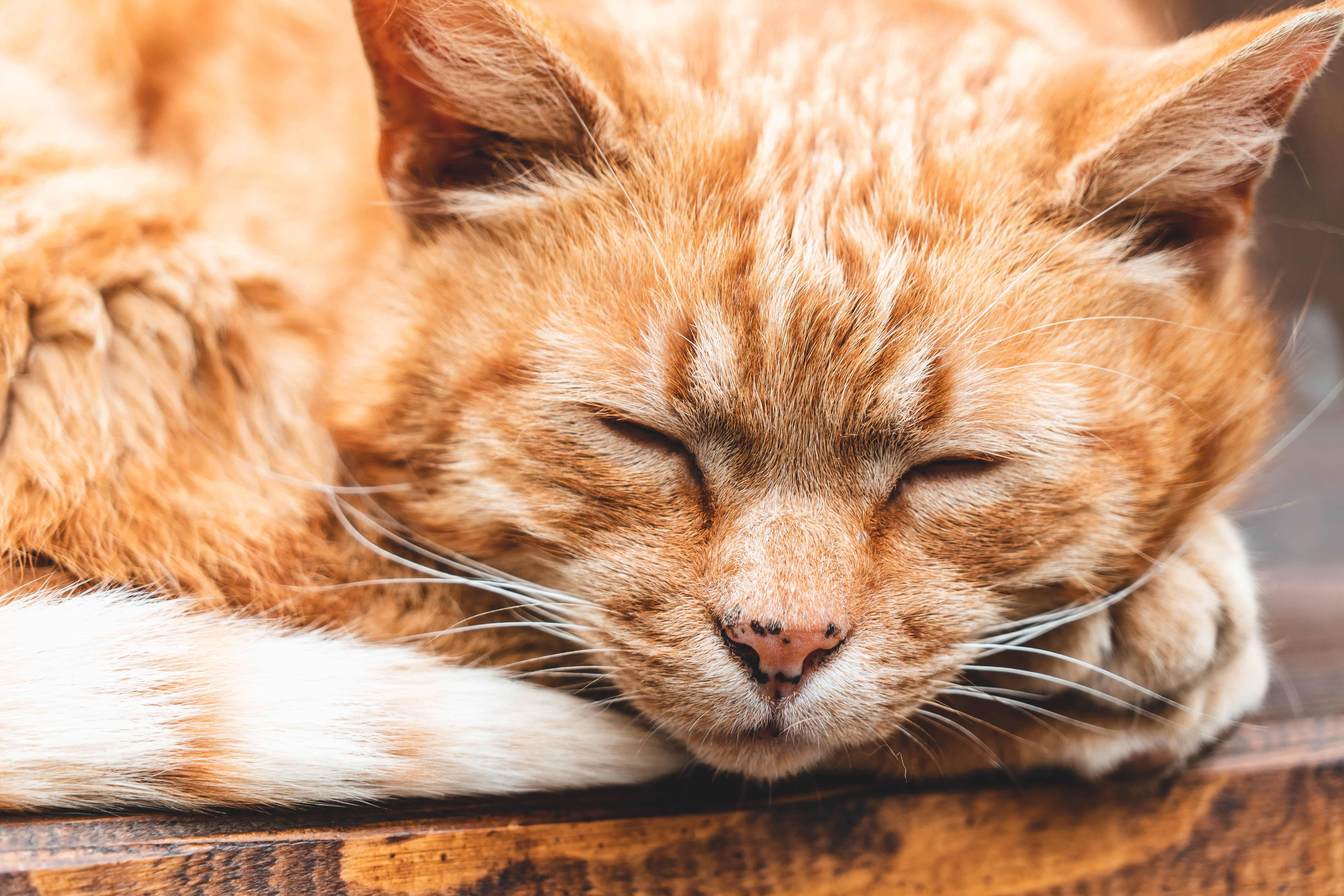 Cat Computer, adult ginger, ginger tabby cat, 5K Desktop Wallpaper