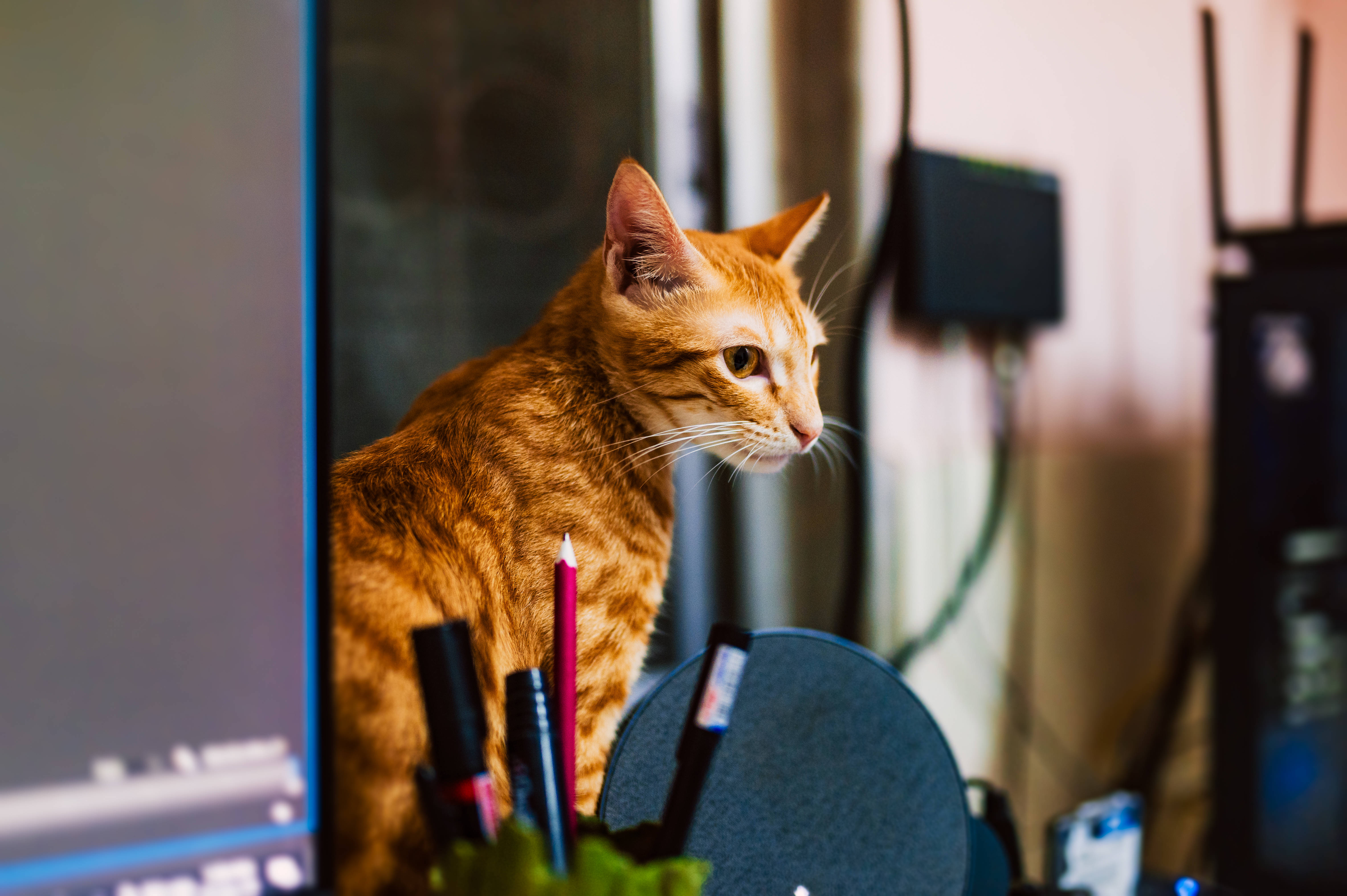 Cat Computer, ginger tabby, monitor, 5K Desktop Wallpaper