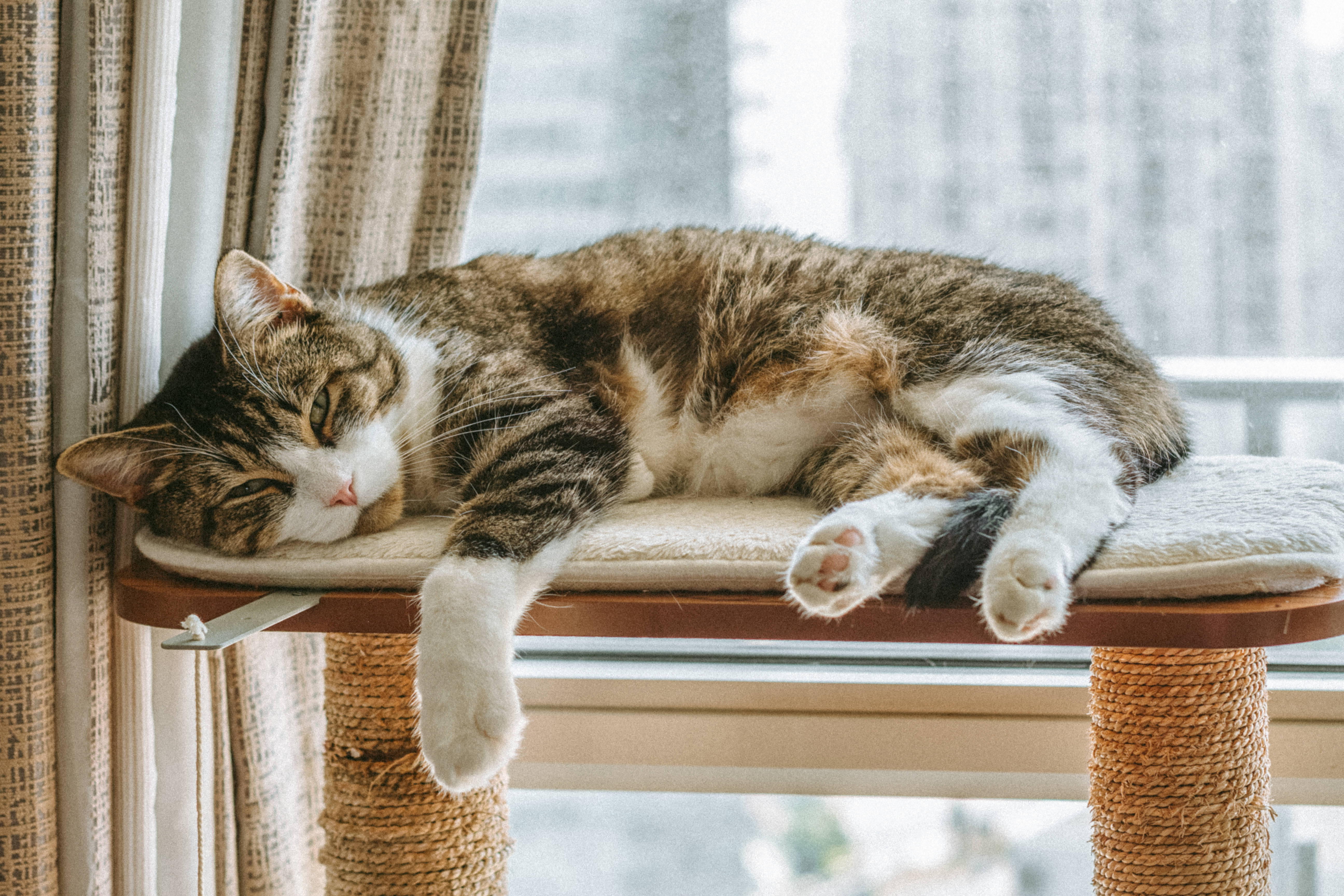 Cat Computer, tabby cat, white paws, 5K Desktop Wallpaper