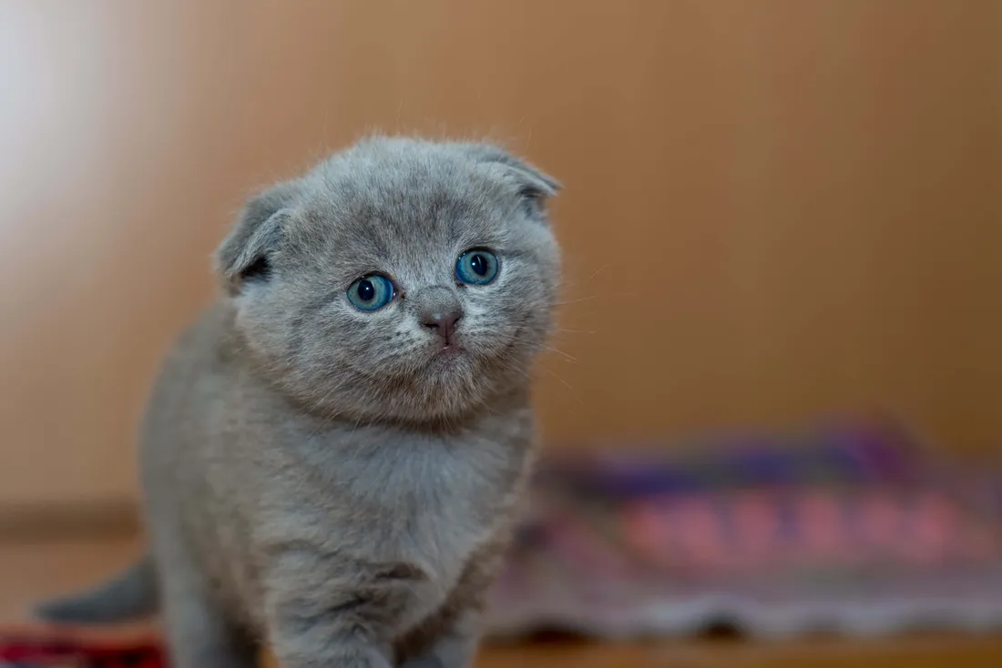 Cat Desktop