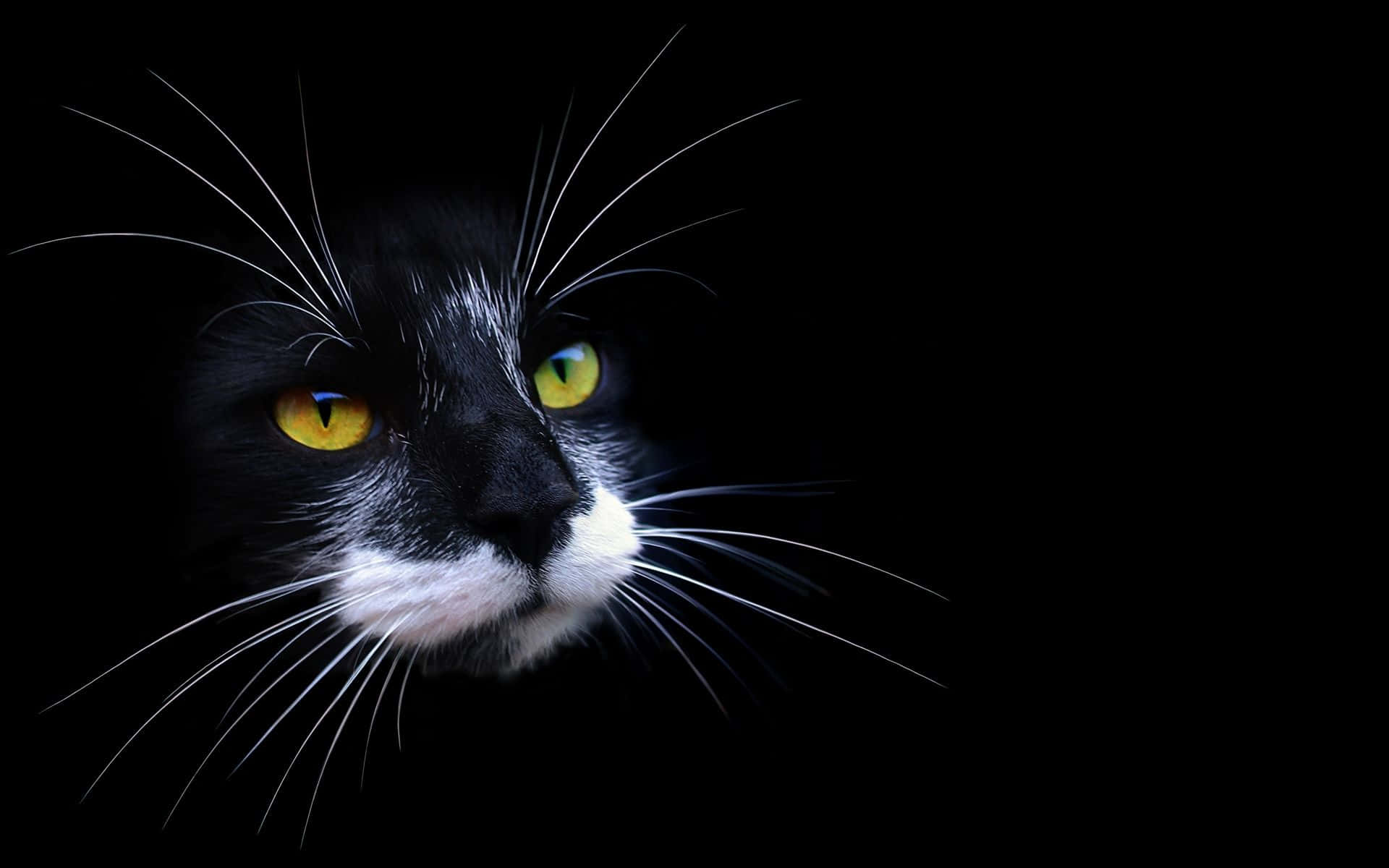 cat desktop, 1920 x 1200, black cat, Full HD Desktop Wallpaper