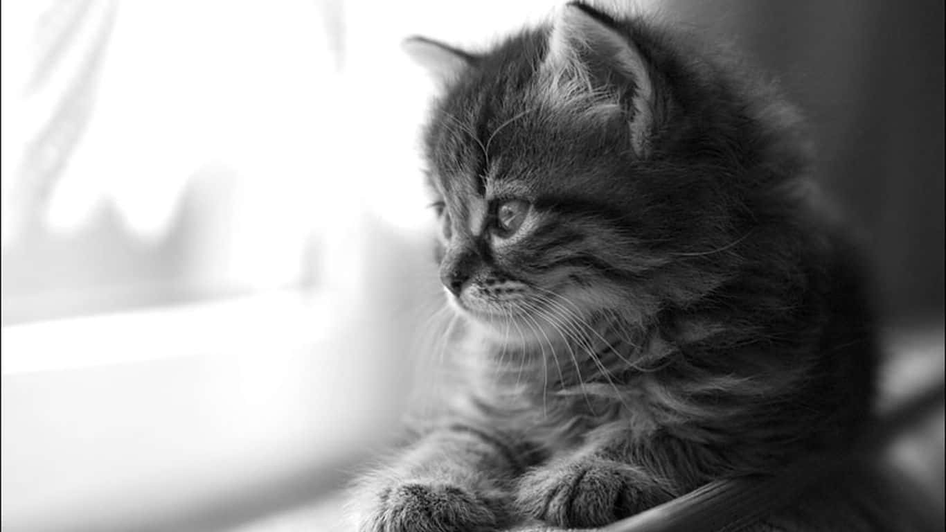 cat desktop, fluffy tabby kitten, black and white light, HD Desktop Wallpaper