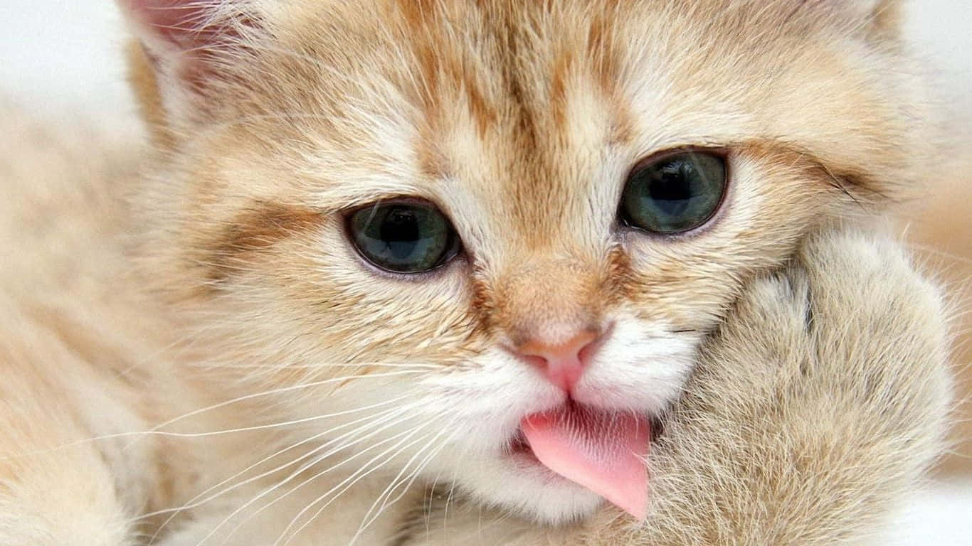 cat desktop, 1366 x 768 wallpaper, fluffy ginger kitten, HD Desktop Wallpaper