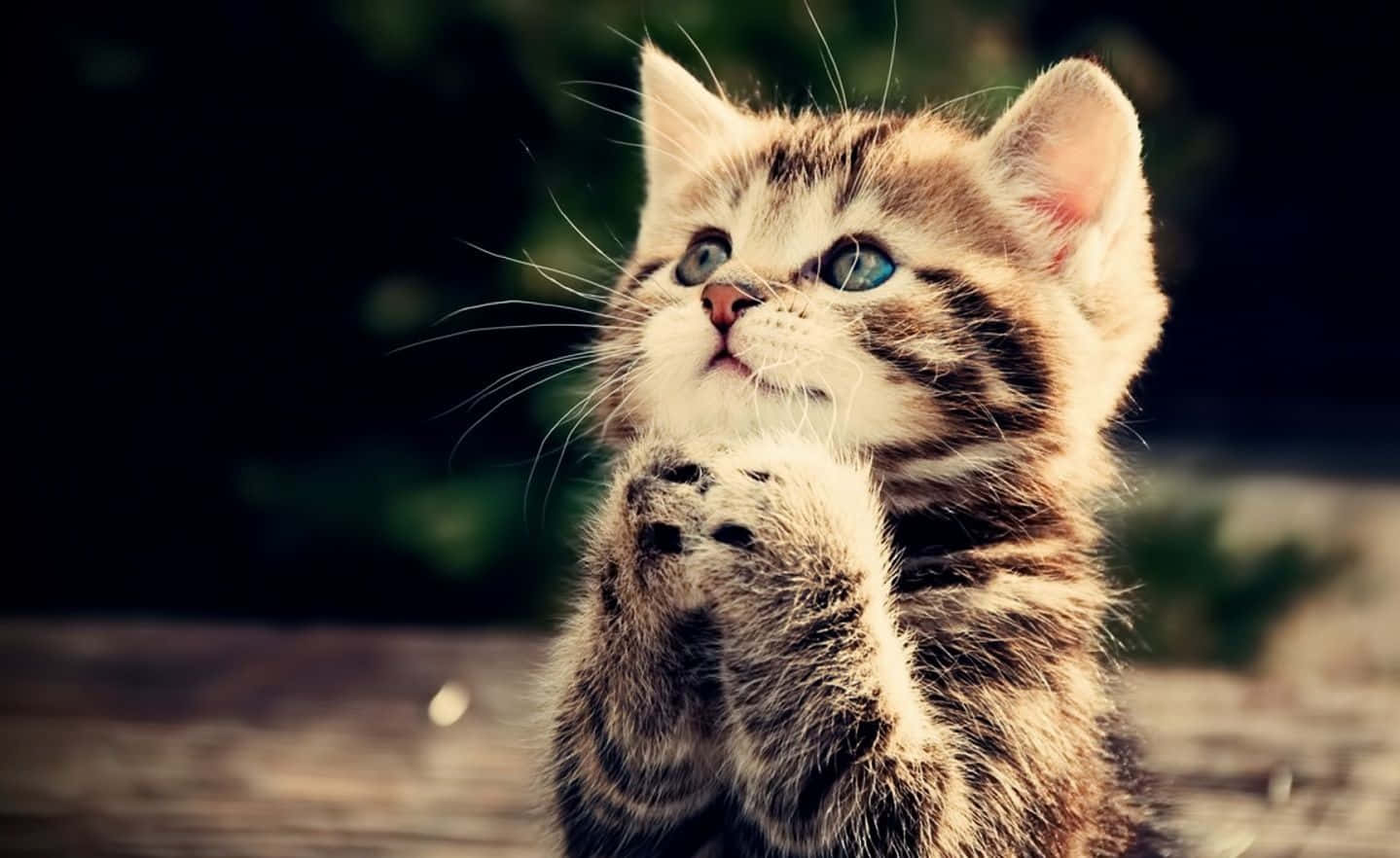 cat desktop, 1439 x 882, tabby cat, HD Desktop Wallpaper
