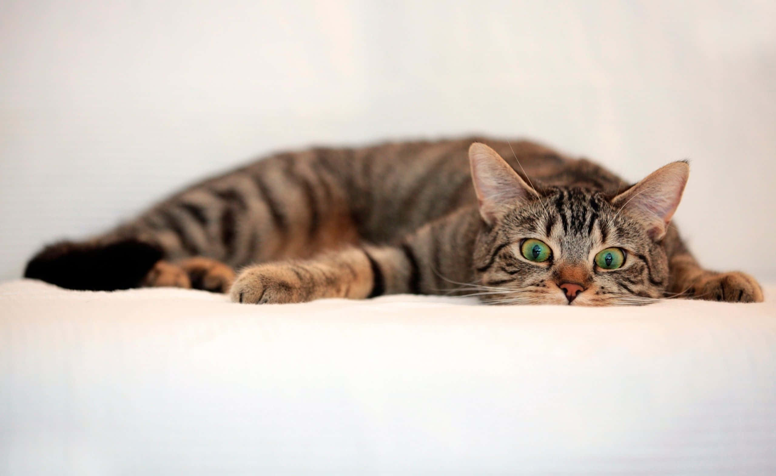 cat desktop, tabby cat, green eyes, Full HD Desktop Wallpaper