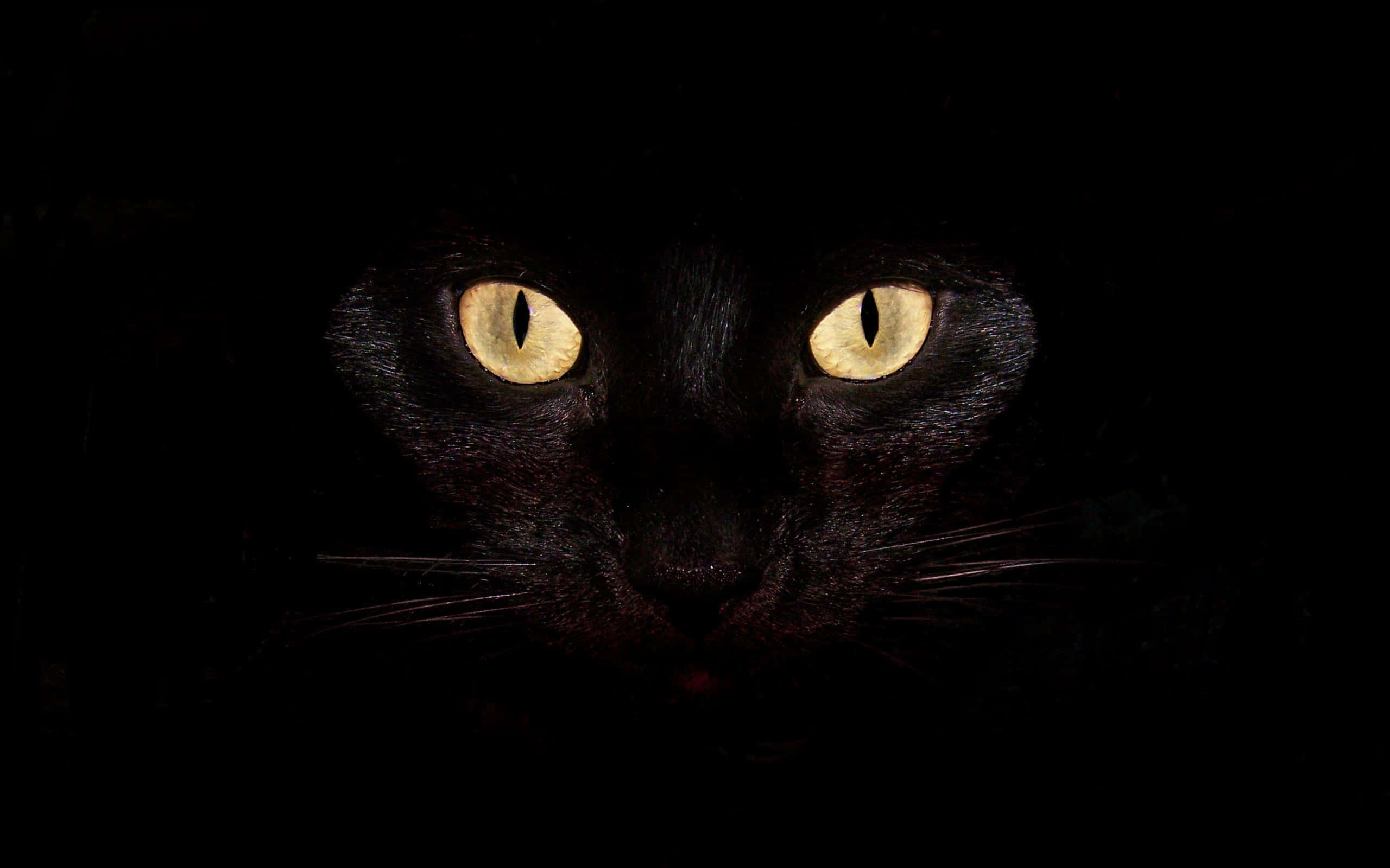 cat desktop, 2560 x 1600, black cat, 2K Desktop Wallpaper
