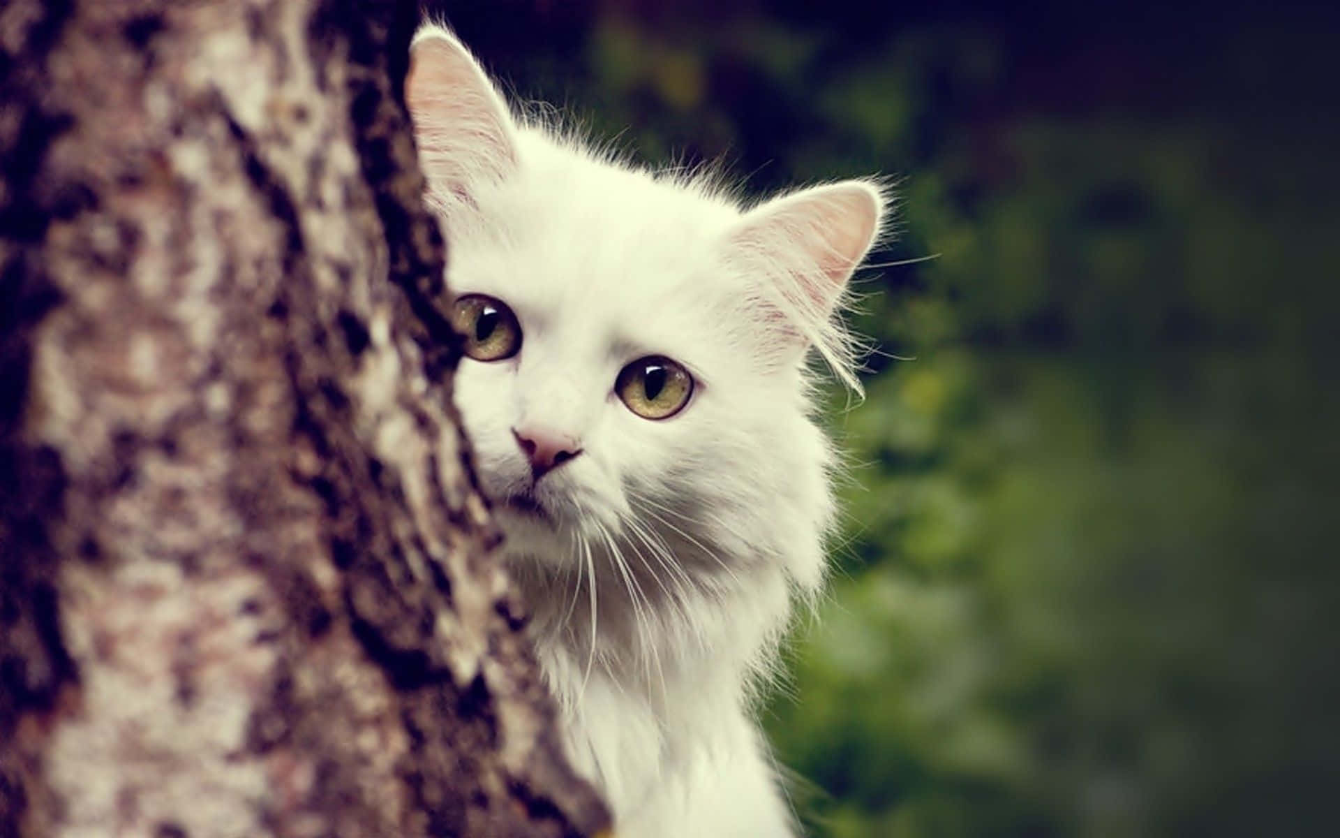 cat desktop, 1920 x 1200 wallpaper, fluffy white cat, Full HD Desktop Wallpaper