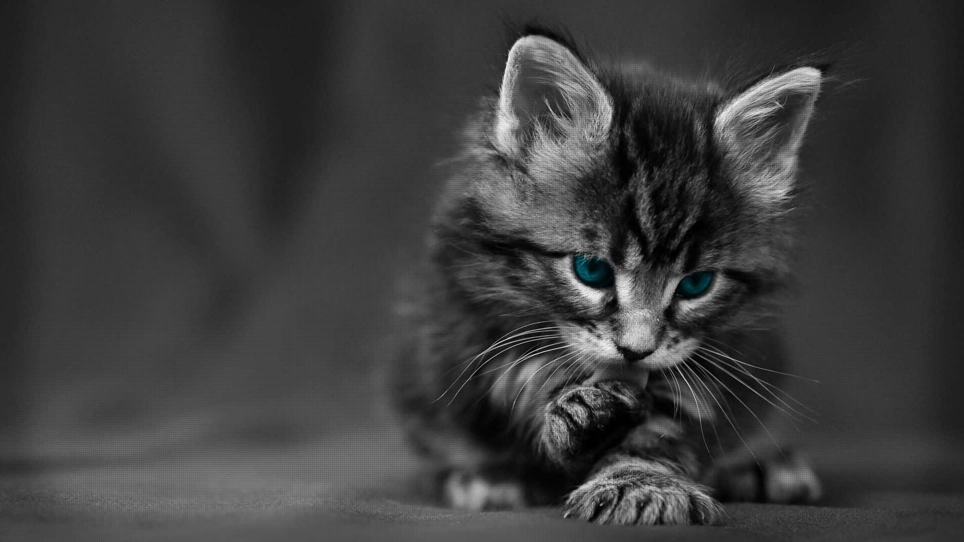 cat desktop, 1920 x 1080 wallpaper, tabby kitten, Full HD Desktop Wallpaper