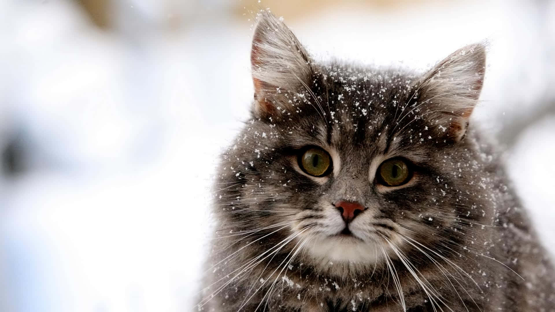 cat desktop, 1920 x 1080, fluffy gray cat, Full HD Desktop Wallpaper